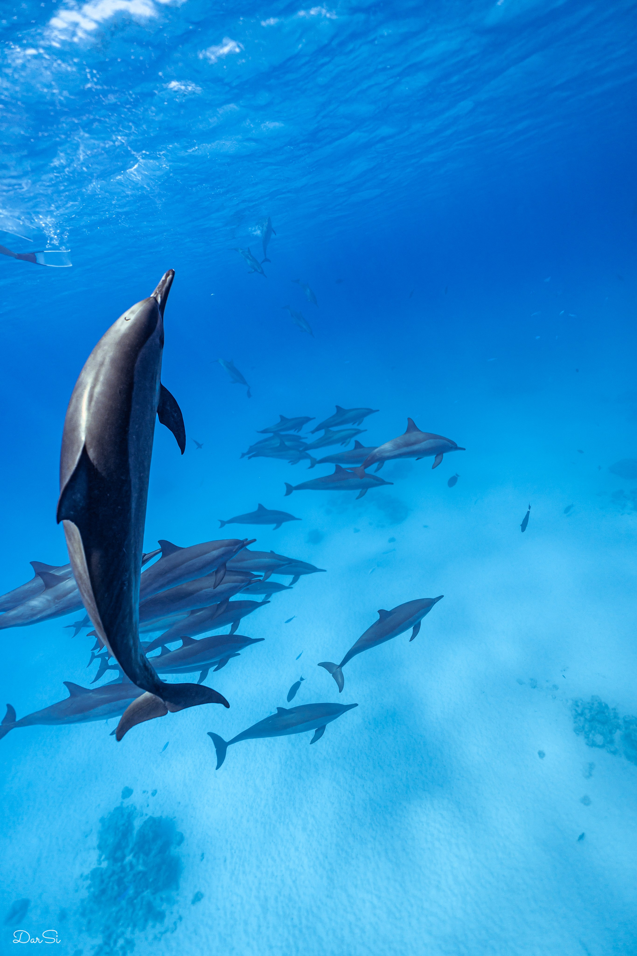 Дельфины. Подводный фотограф на Филиппинах Синицина Дарья