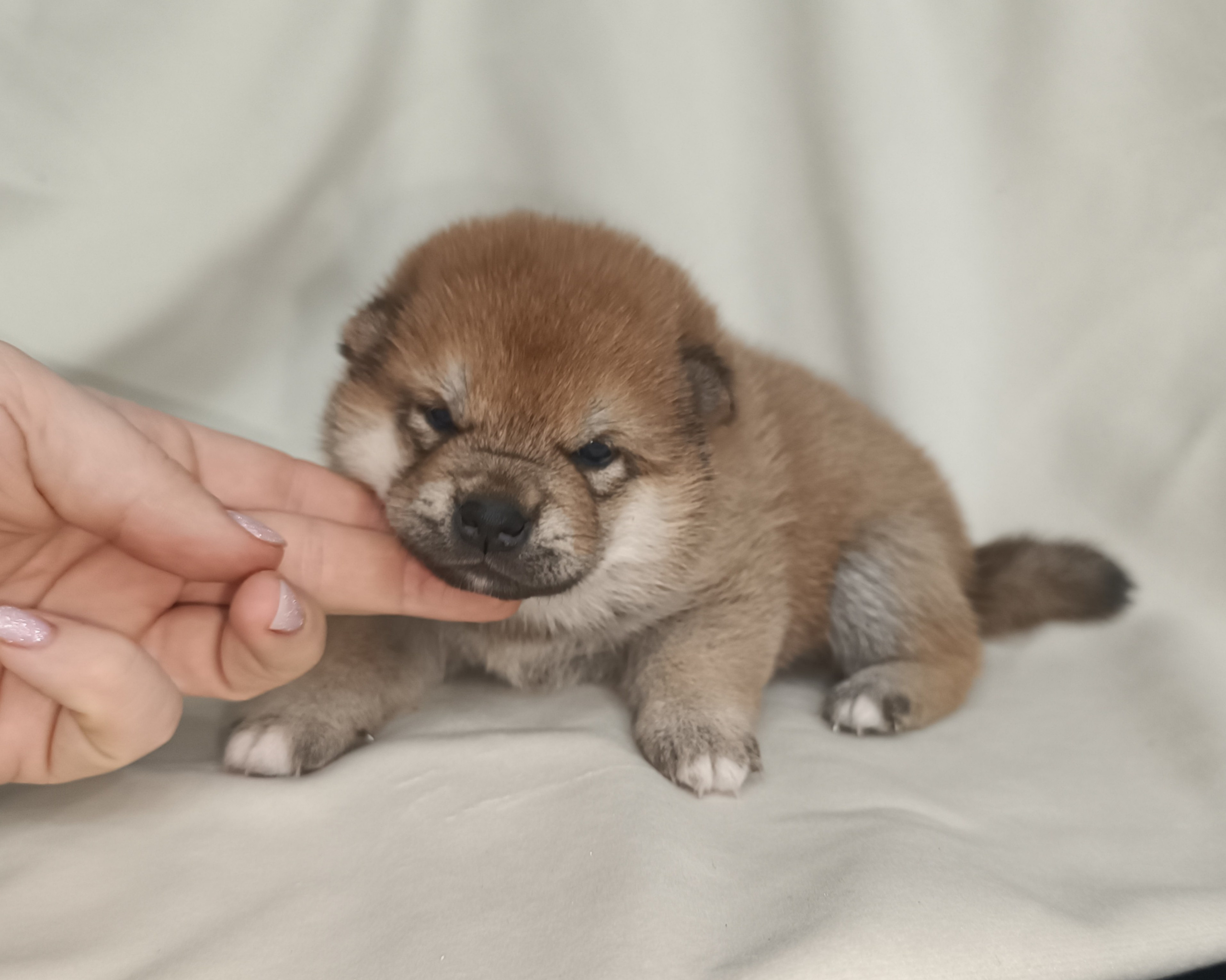 сиба питомник Рубилайт щенки на продажу rubylight  сиба щенки купить СПб Санкт-Петербург 