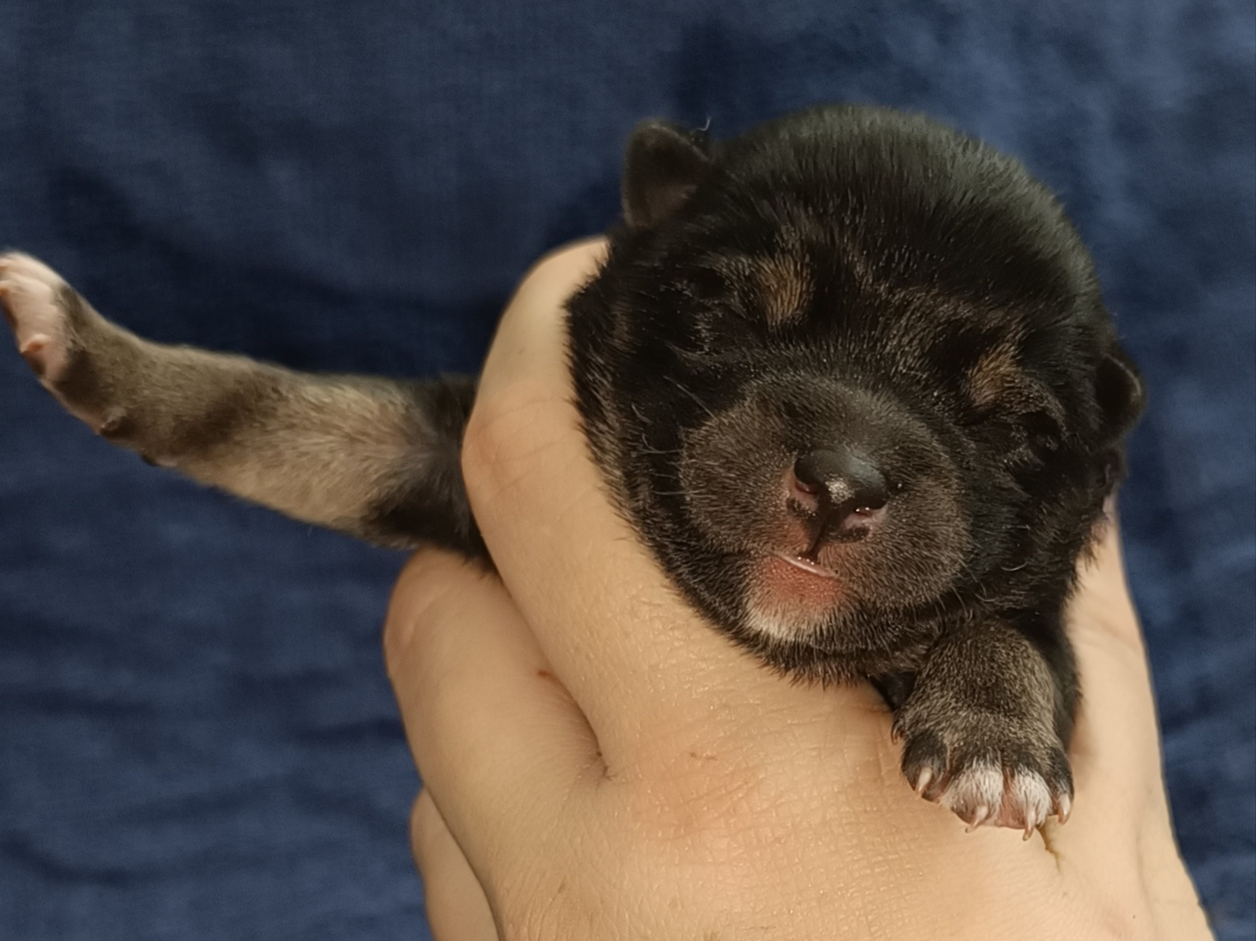 сиба питомник Рубилайт щенки на продажу rubylight  сиба щенки купить СПб Санкт-Петербург 