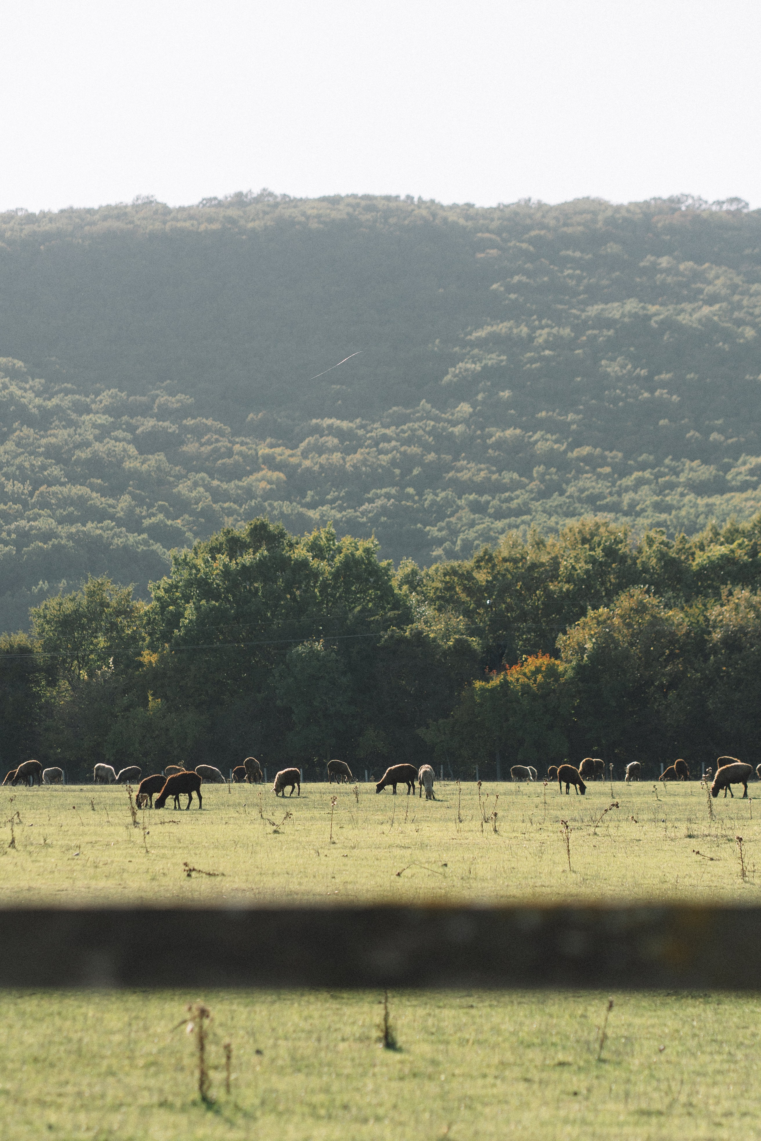 SwitzLove. Фотограф в Анапе Муратова Анна