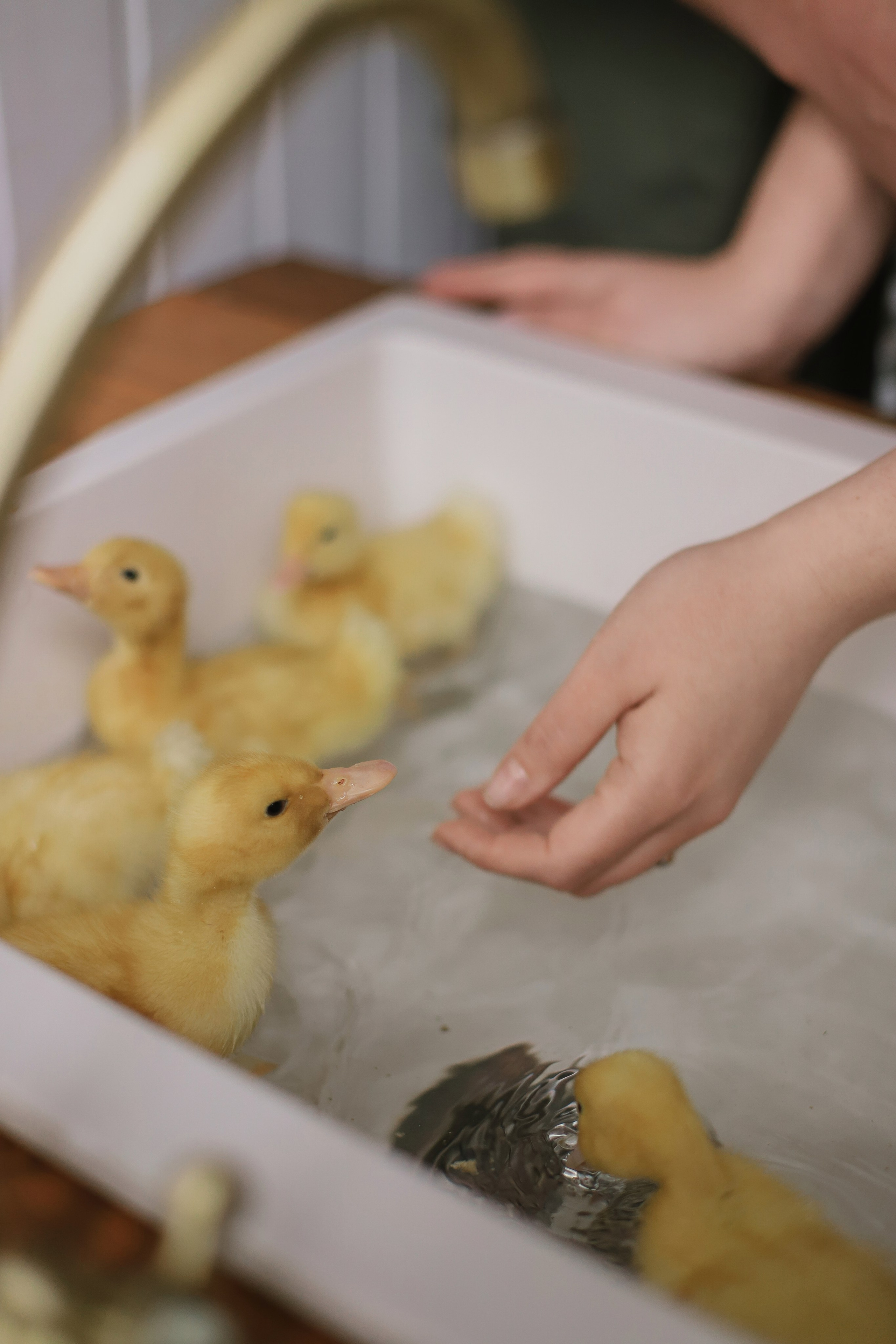 Беременность на даче с утятами. Свадебный, семейный и детский фотограф в Люберцах Зайцева Анастасия