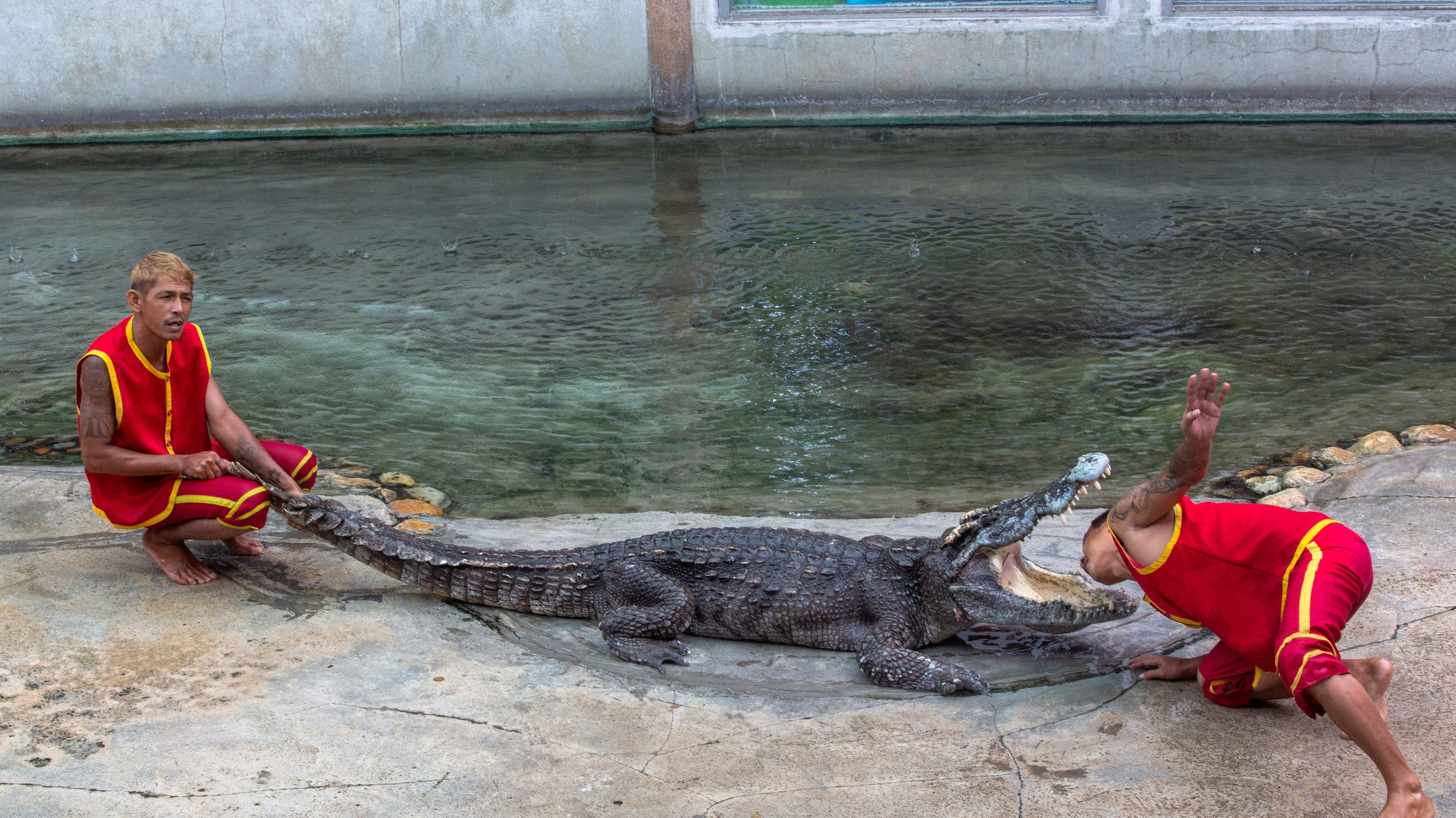 Samut Prakan Crocodile Farm & Zoo. Photographer Sonkina Tatiana (Tanya Ash)