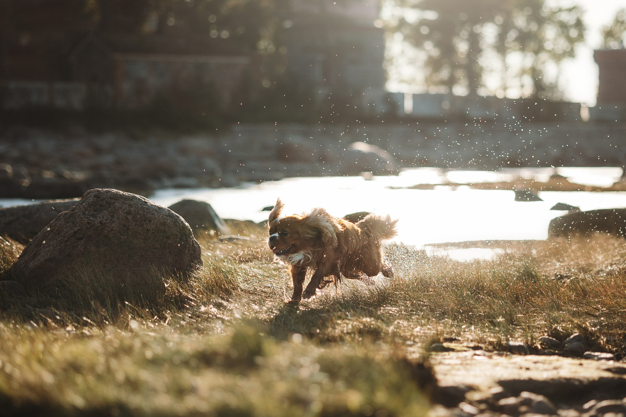 Верон, Гарри и их семья. Фотограф — Анималист | Санкт-Петербург