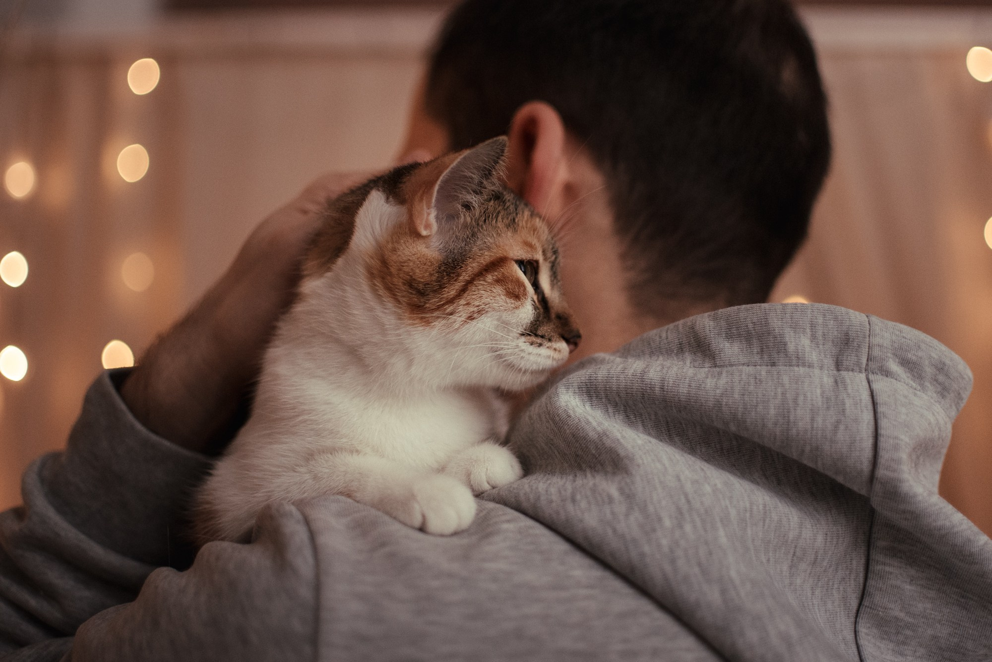 Cats: looking for a home and adopted. Photos of you and your pet