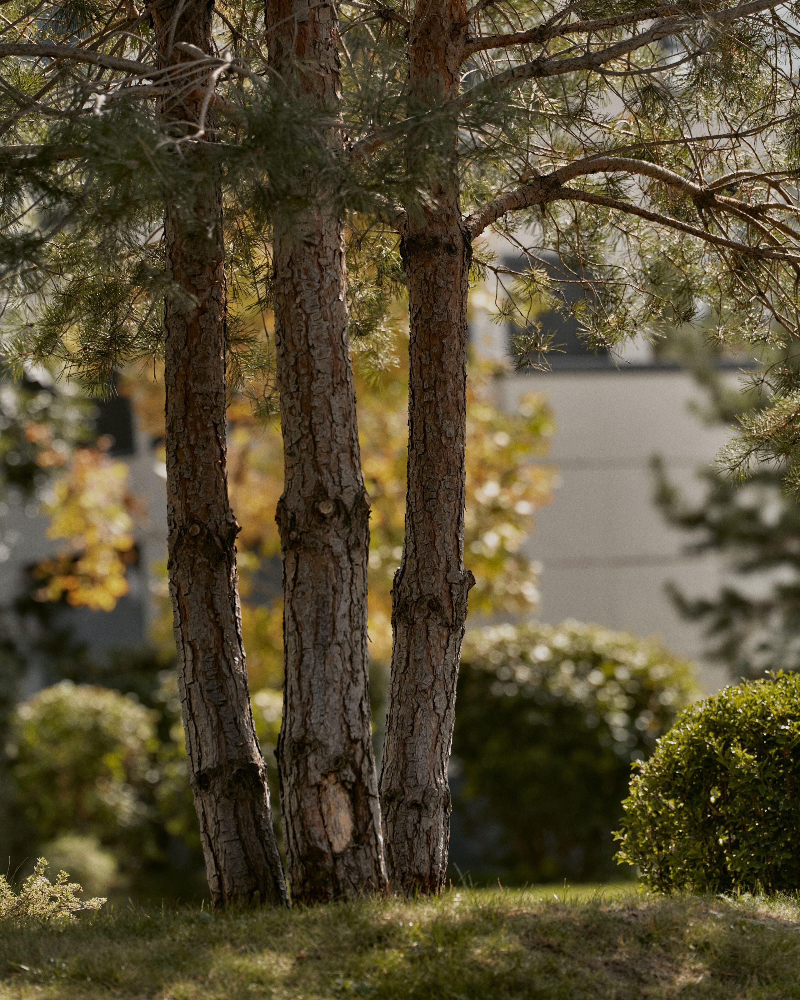 CORNUS. Фотограф Москва Сергей Громов