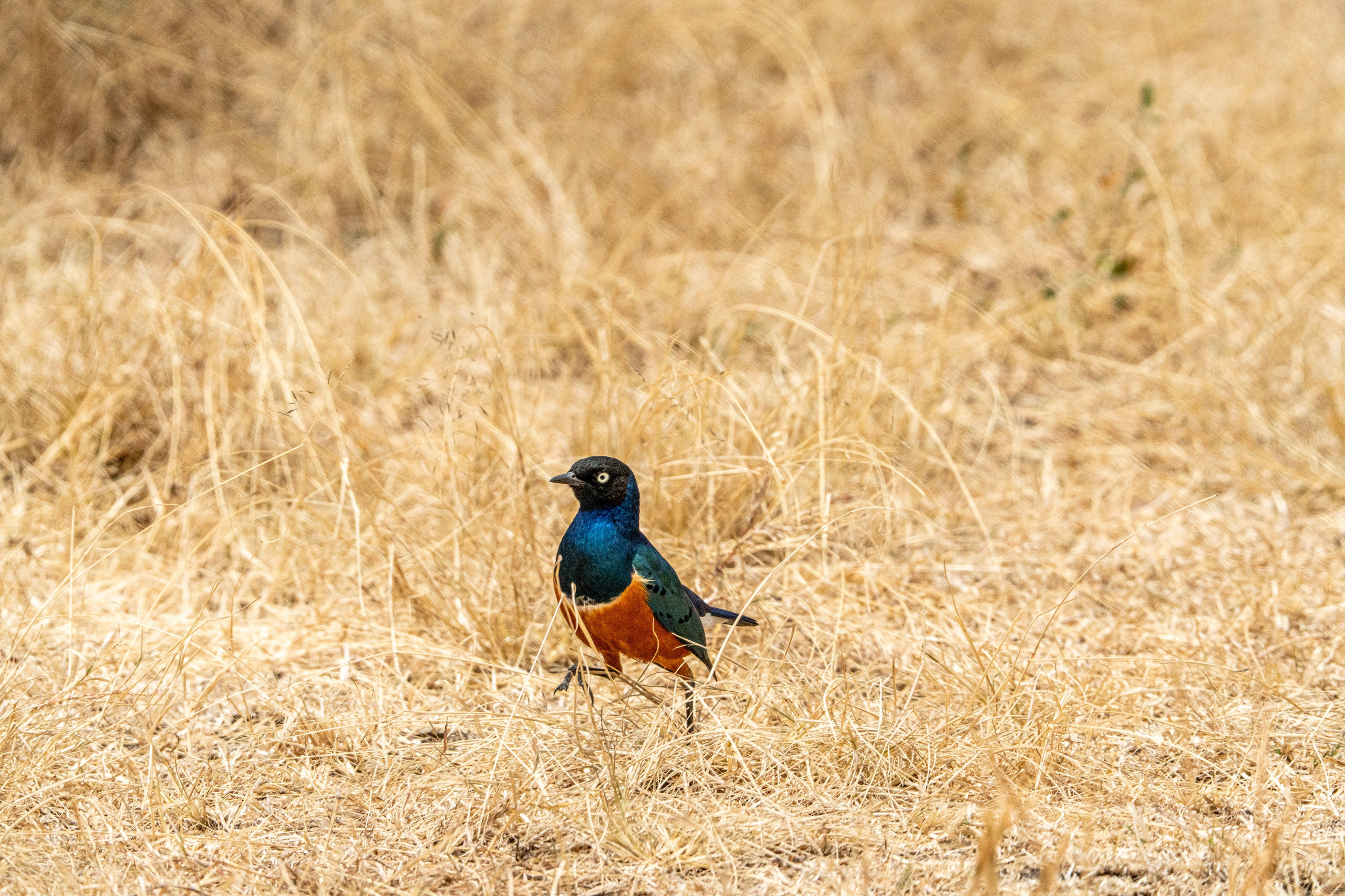 Танзания, сафари, 2025. Творческие сьемки