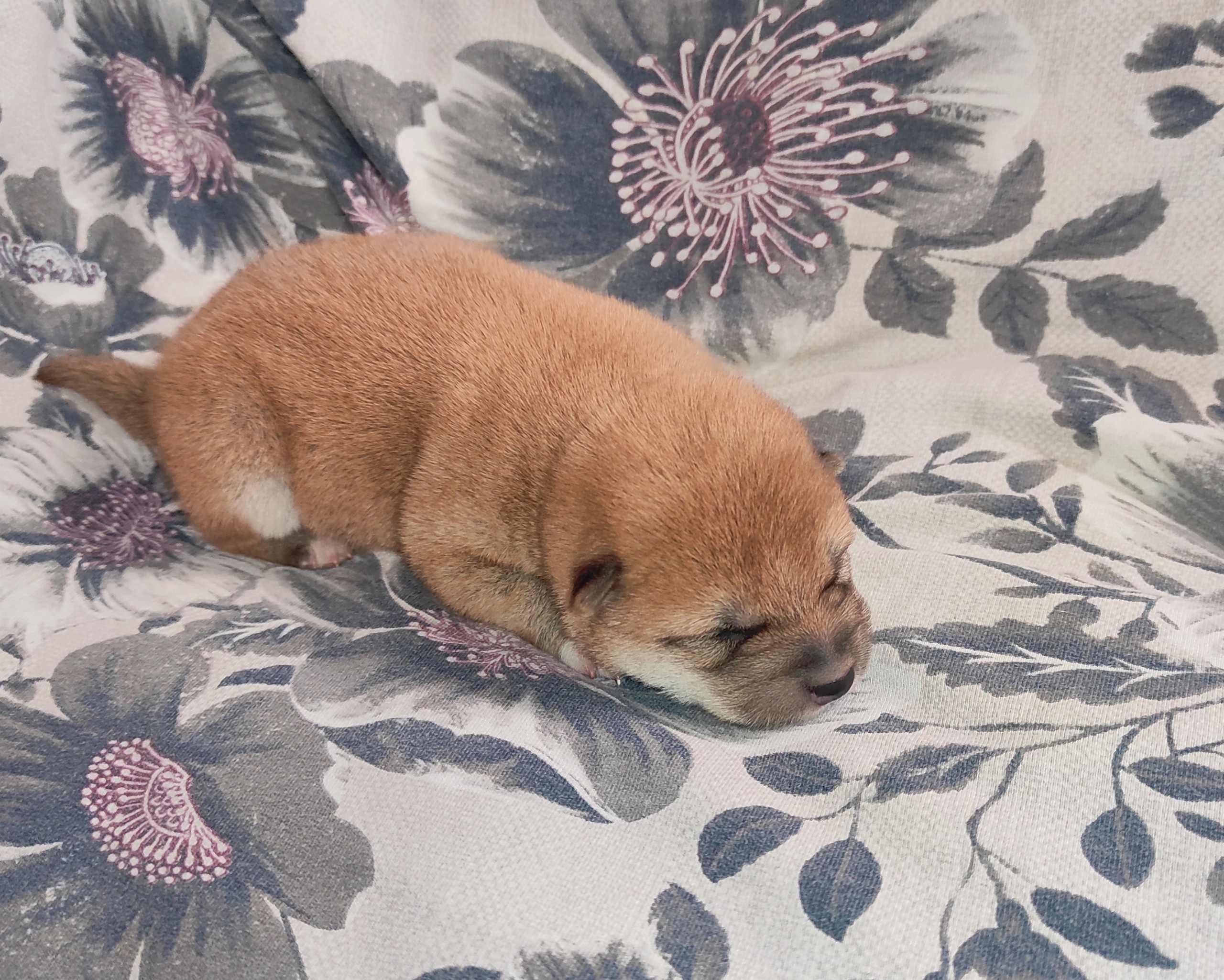 сиба питомник Рубилайт щенки на продажу rubylight  сиба щенки купить СПб Санкт-Петербург 