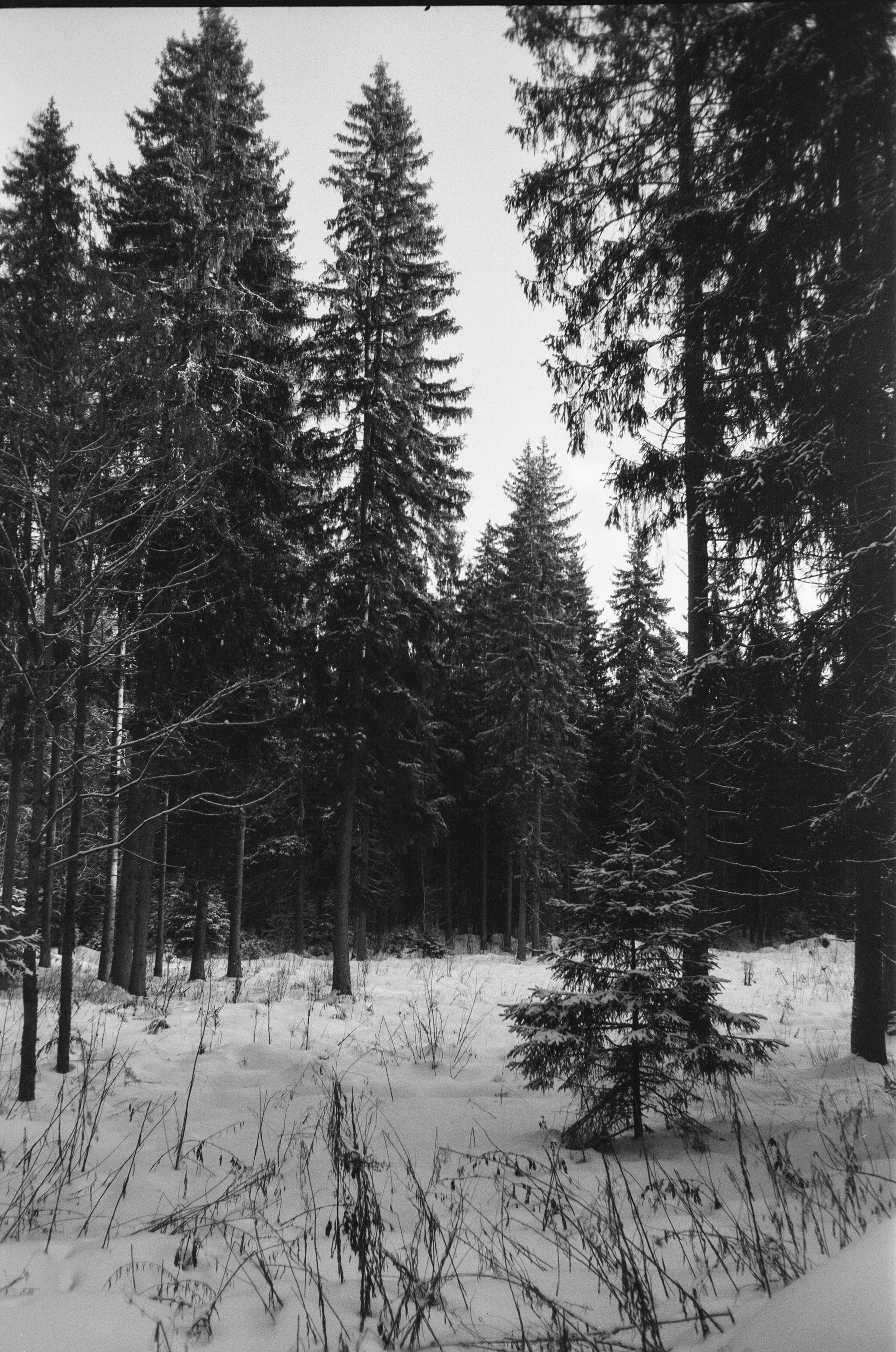 Minox 35GT / Тасма Т-25 ISO 100 / Давыдовское, Лукино