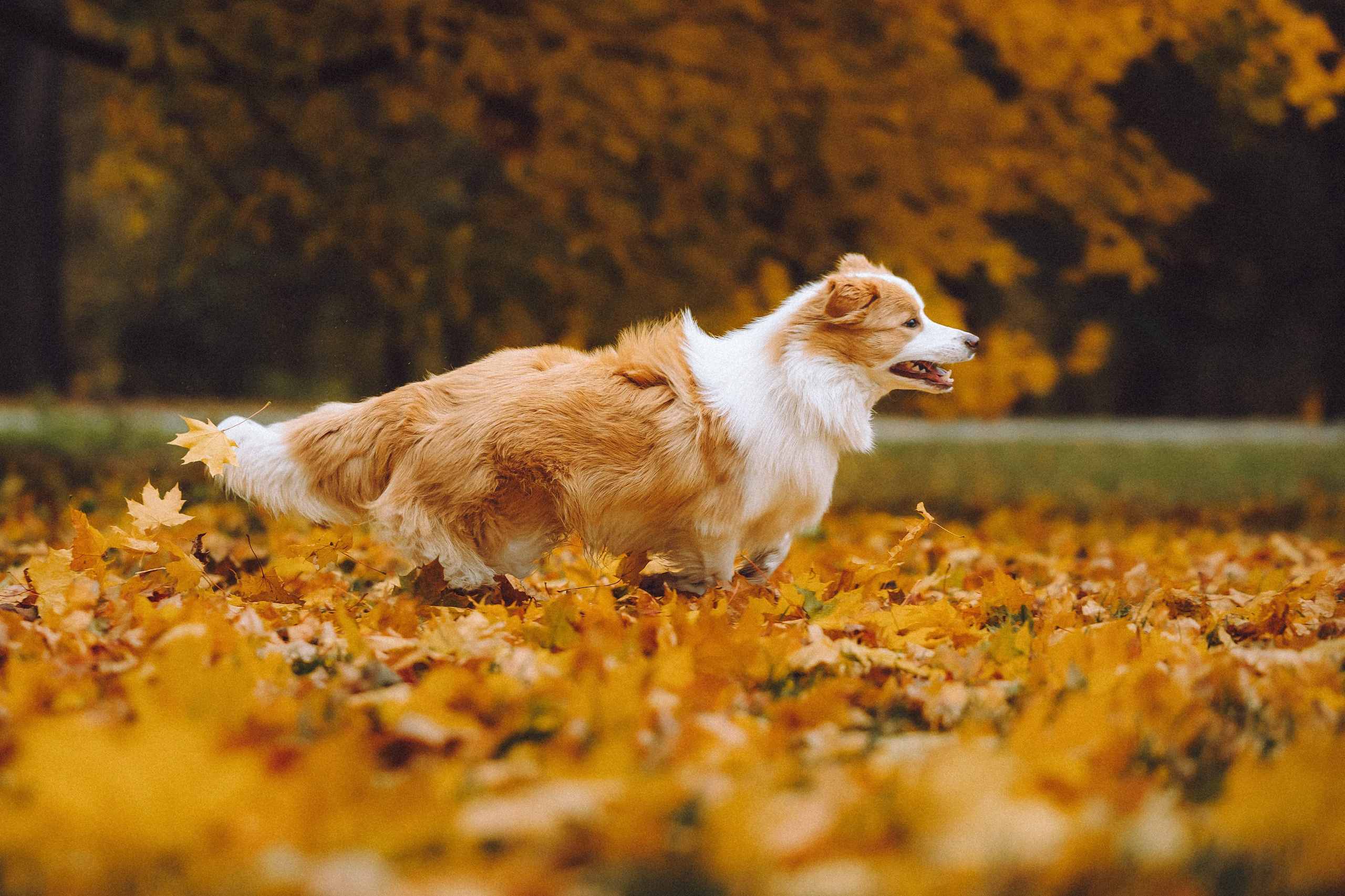 Алина, Витя и Асти