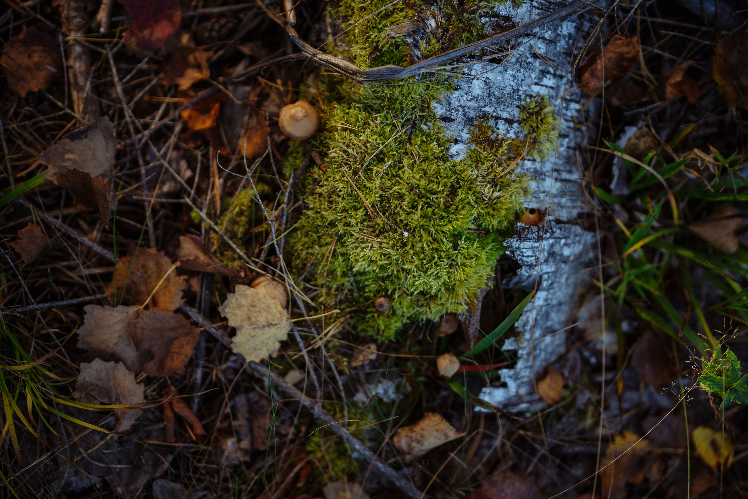 СБЕР · ЭКА · Посадка сеянцев. Владимир Вершинин, тот самый свадебный видеограф