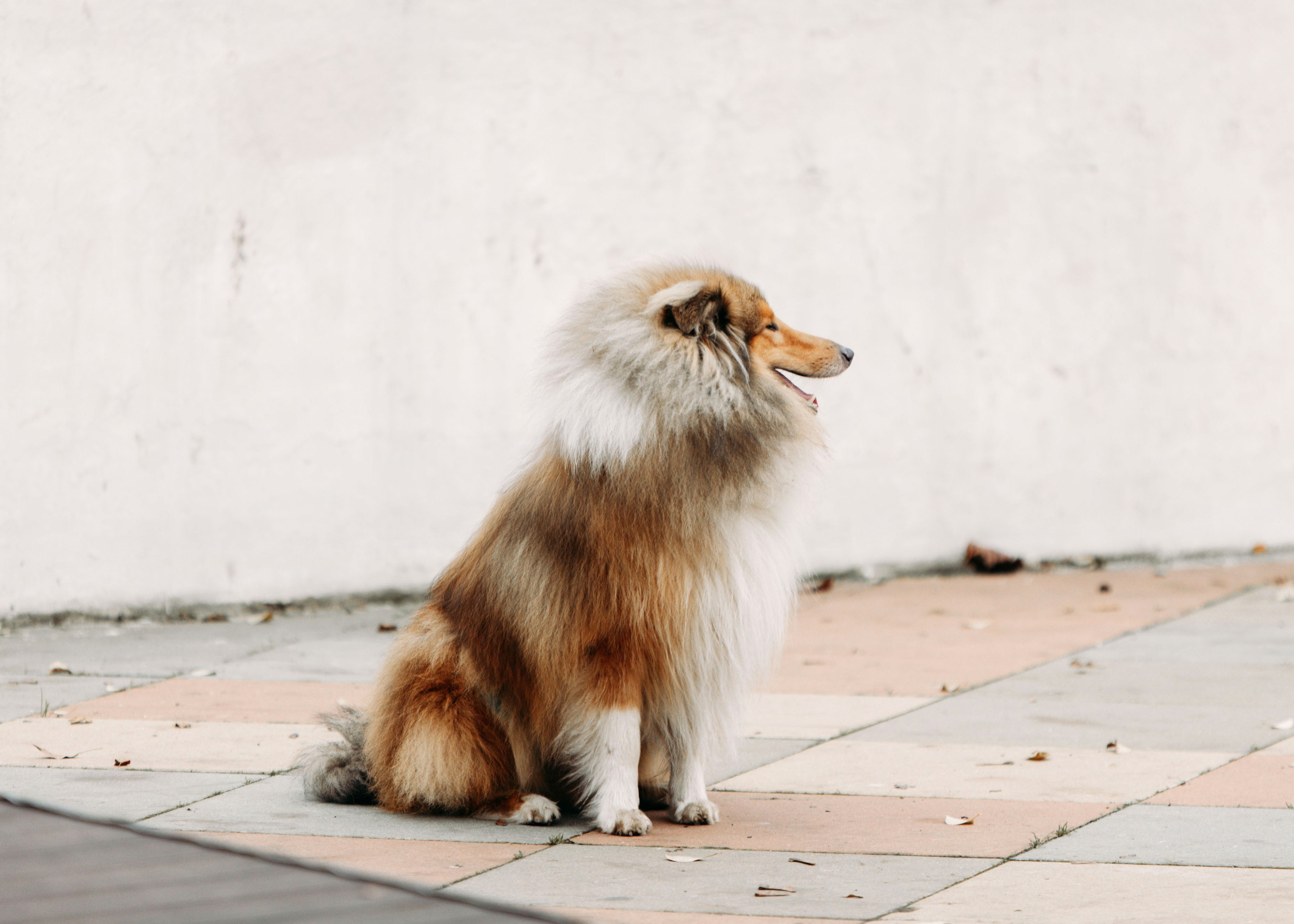 XIX фестиваль спортивного ориентирования «Воскресенская осень». Выпускные альбомы для школы и детского сада — школьный фотограф Подольск, Троицк, Щербинка, Москва