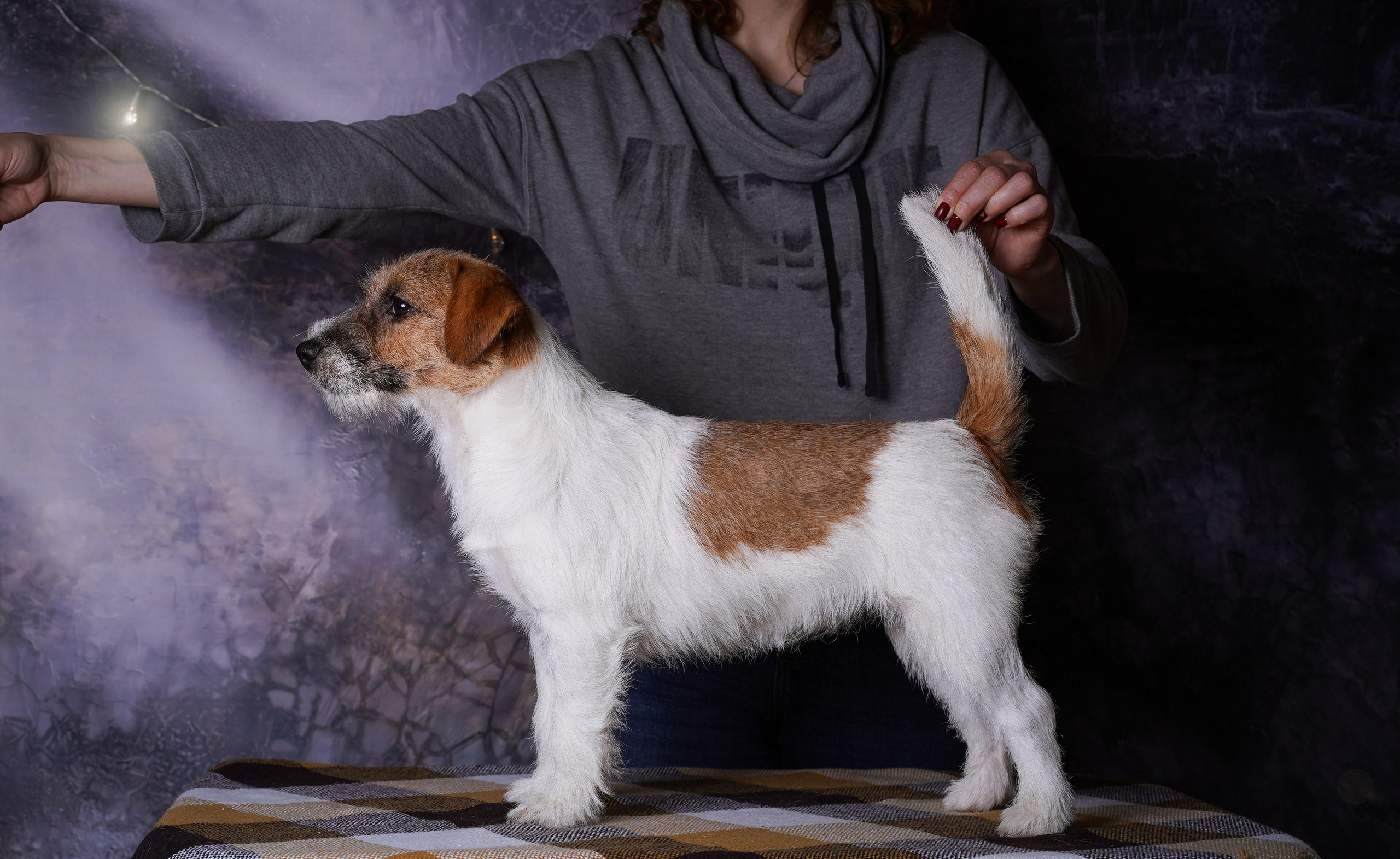 Щенки джек-рассел терьера. Фотограф-анималист в Санкт-Петербурге Яна Мартынова