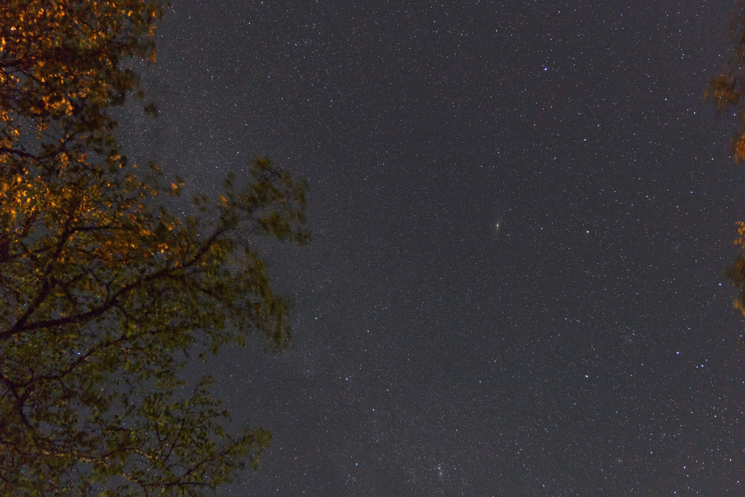 Звёздное небо на фоне дерева, подсвеченного уличным фонарём
