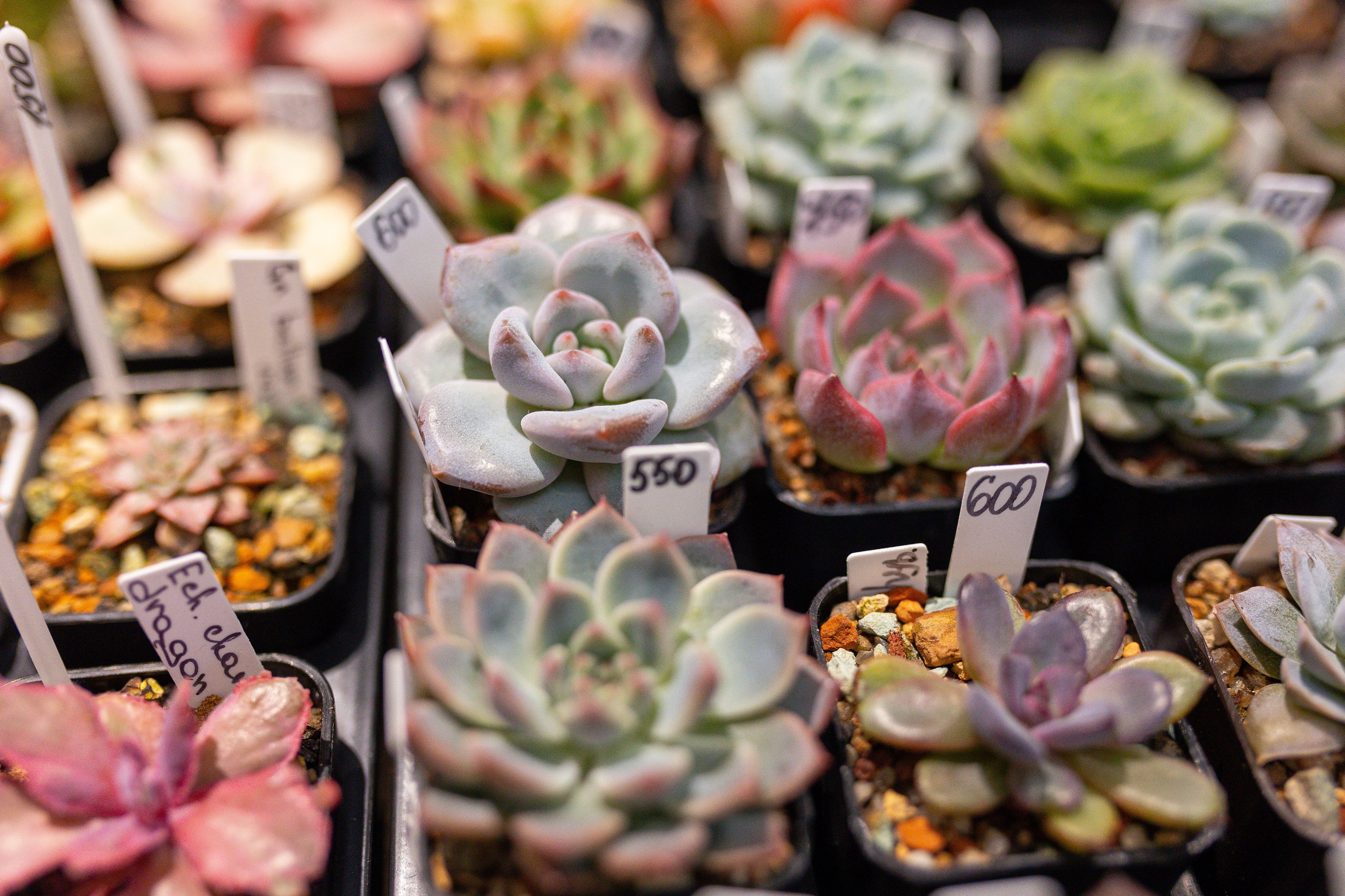 Ярмарка Green Rare 20.09.25. Александра Куликова фотограф, Москва