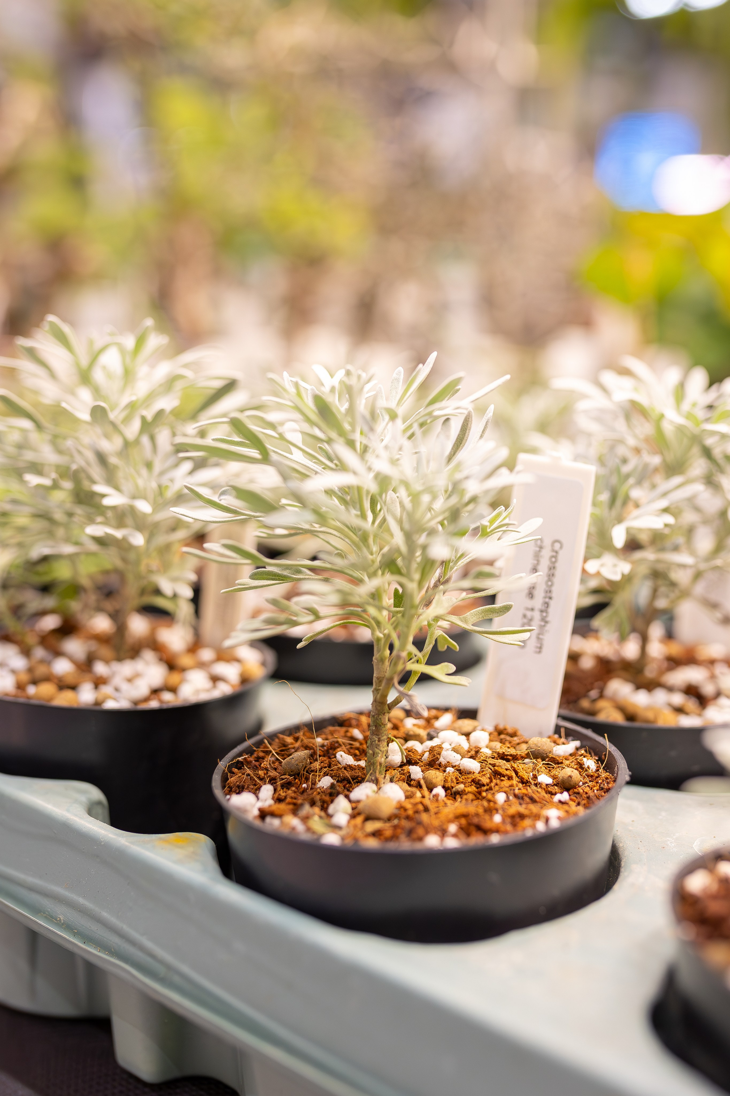 Монстериум апрель 2026. Александра Куликова фотограф, Москва