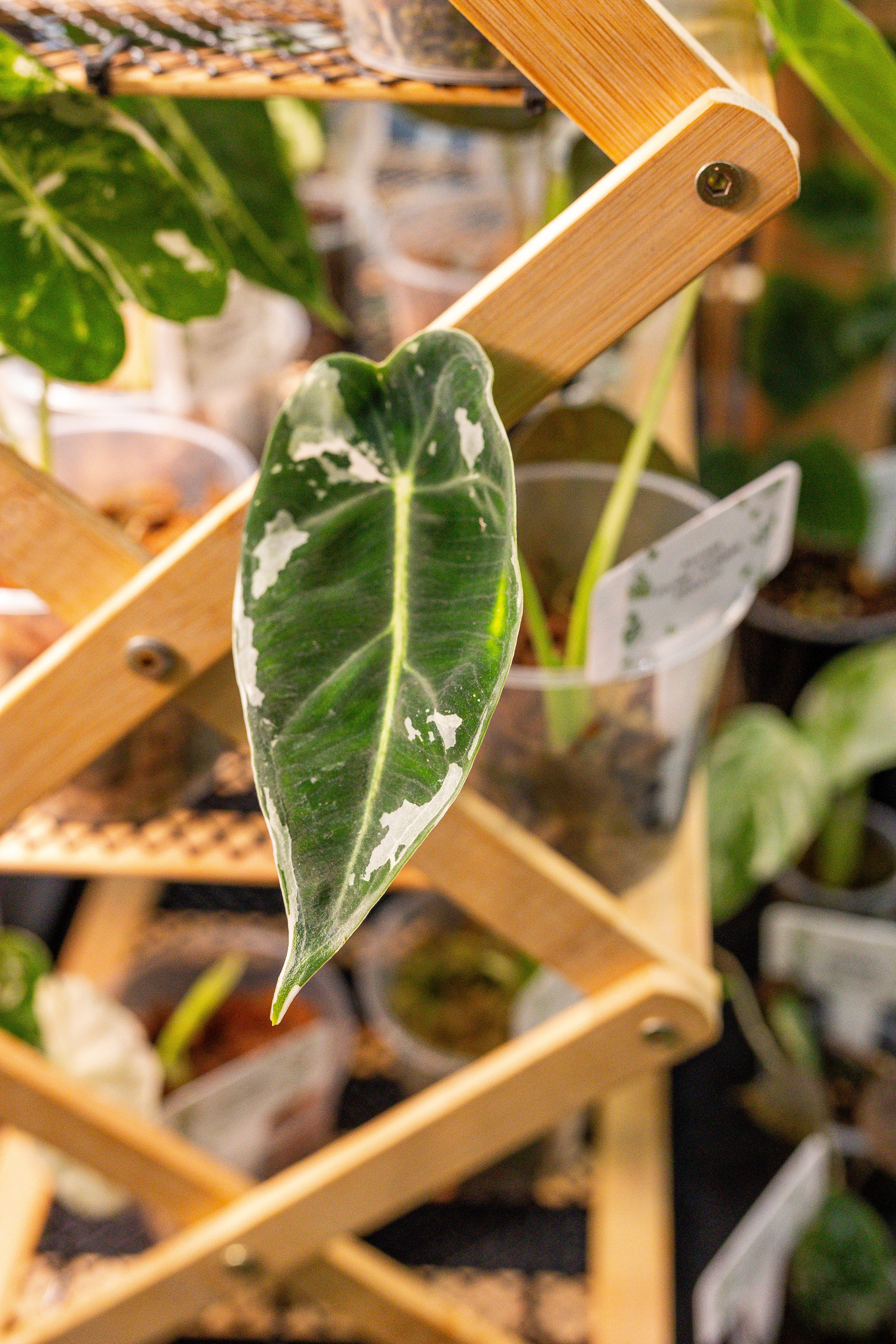 Монстериум апрель 2025. Александра Куликова фотограф, Москва