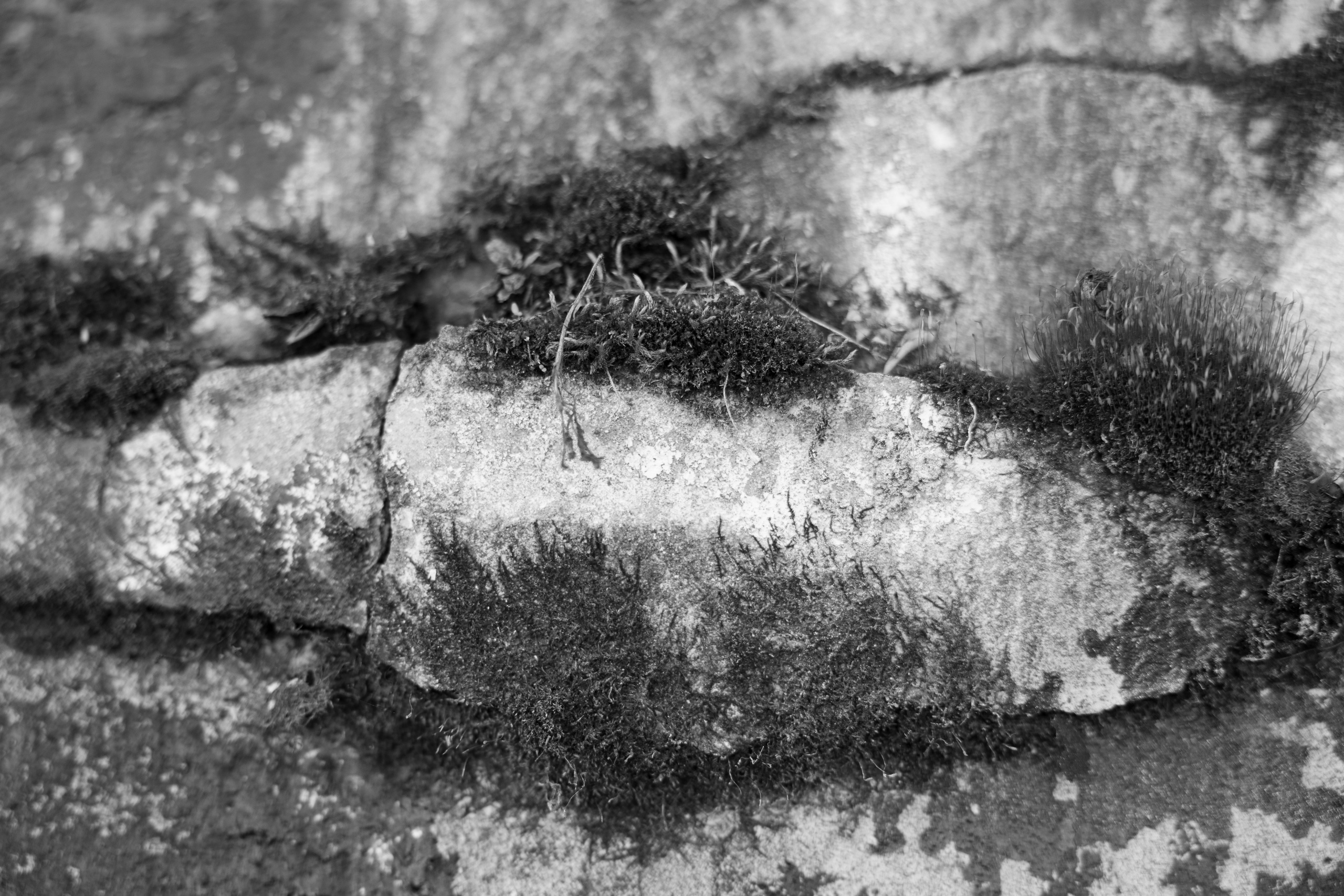 Art prints. Фотограф алина стерхова, алина стерхова фотограф, фотограф москва