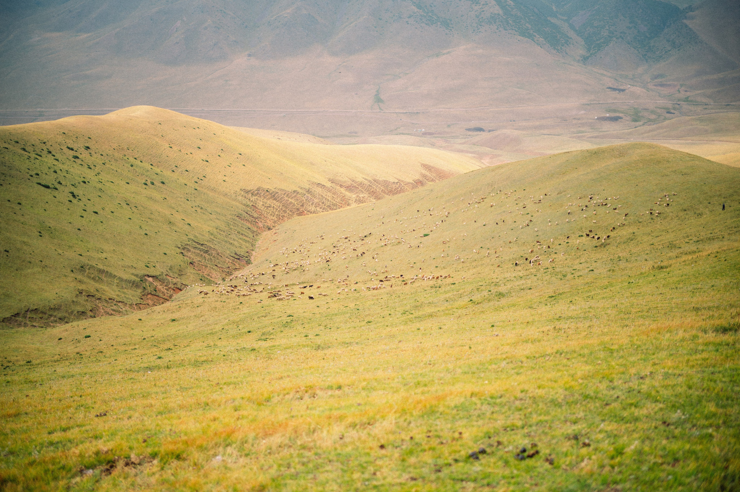 Плато Ассы: июль 2025. Фотограф в Алматы — Дарья Фёдорова