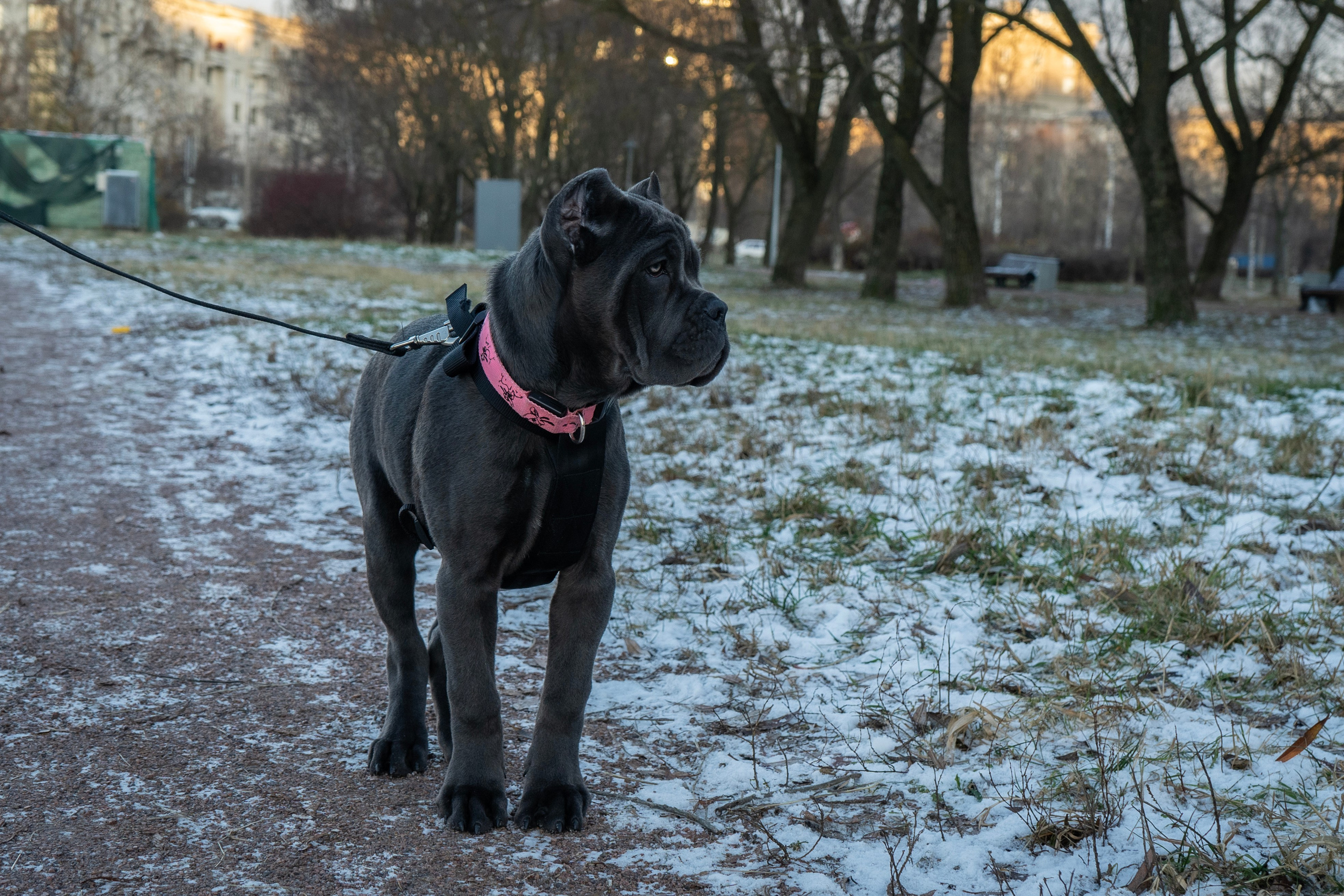 Фотосессии Пушистиков. Фотограф в Санкт-Петербурге Виктория Барышникова