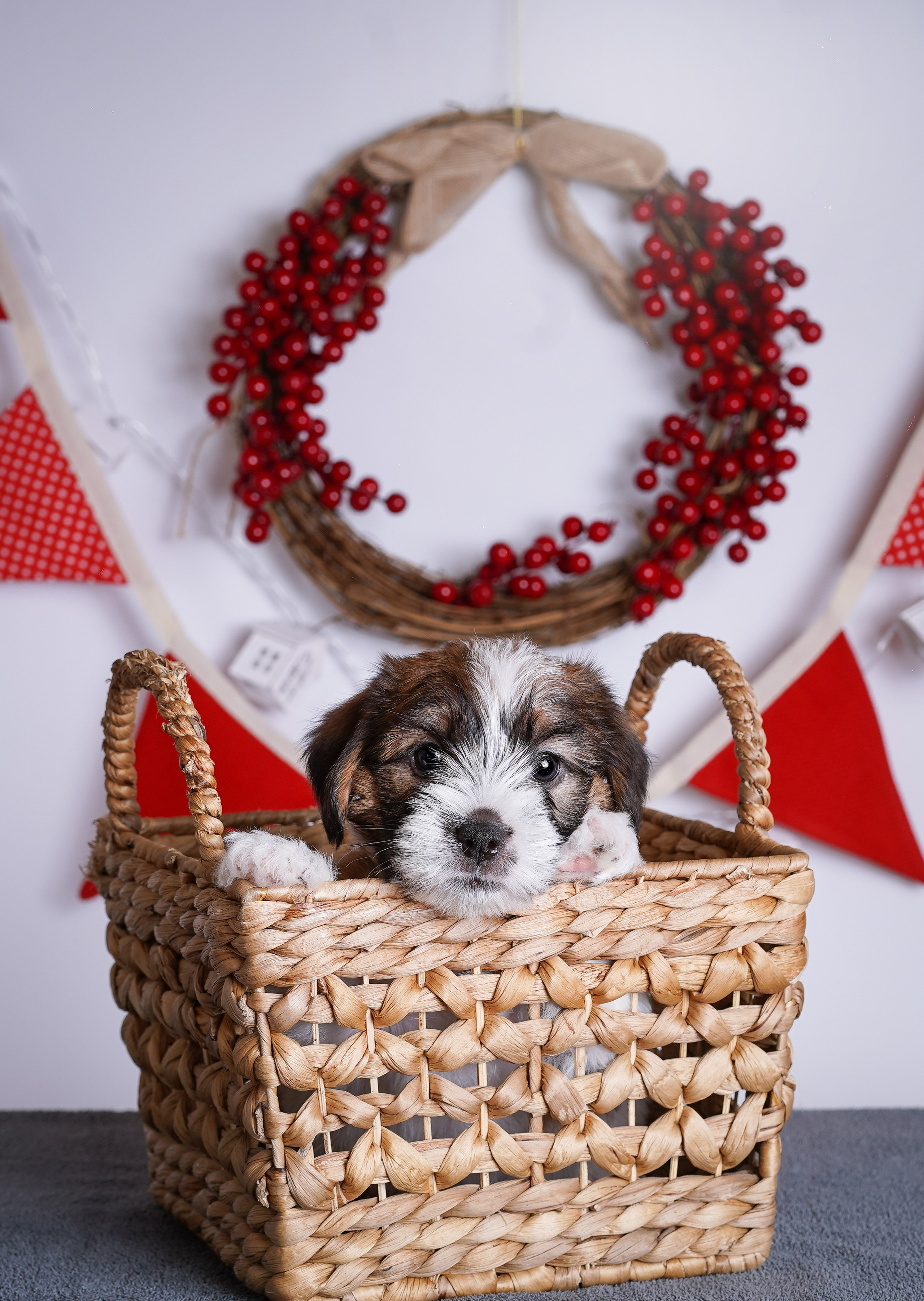 Щенки джек-рассела. Фотограф-анималист в Санкт-Петербурге Яна Мартынова