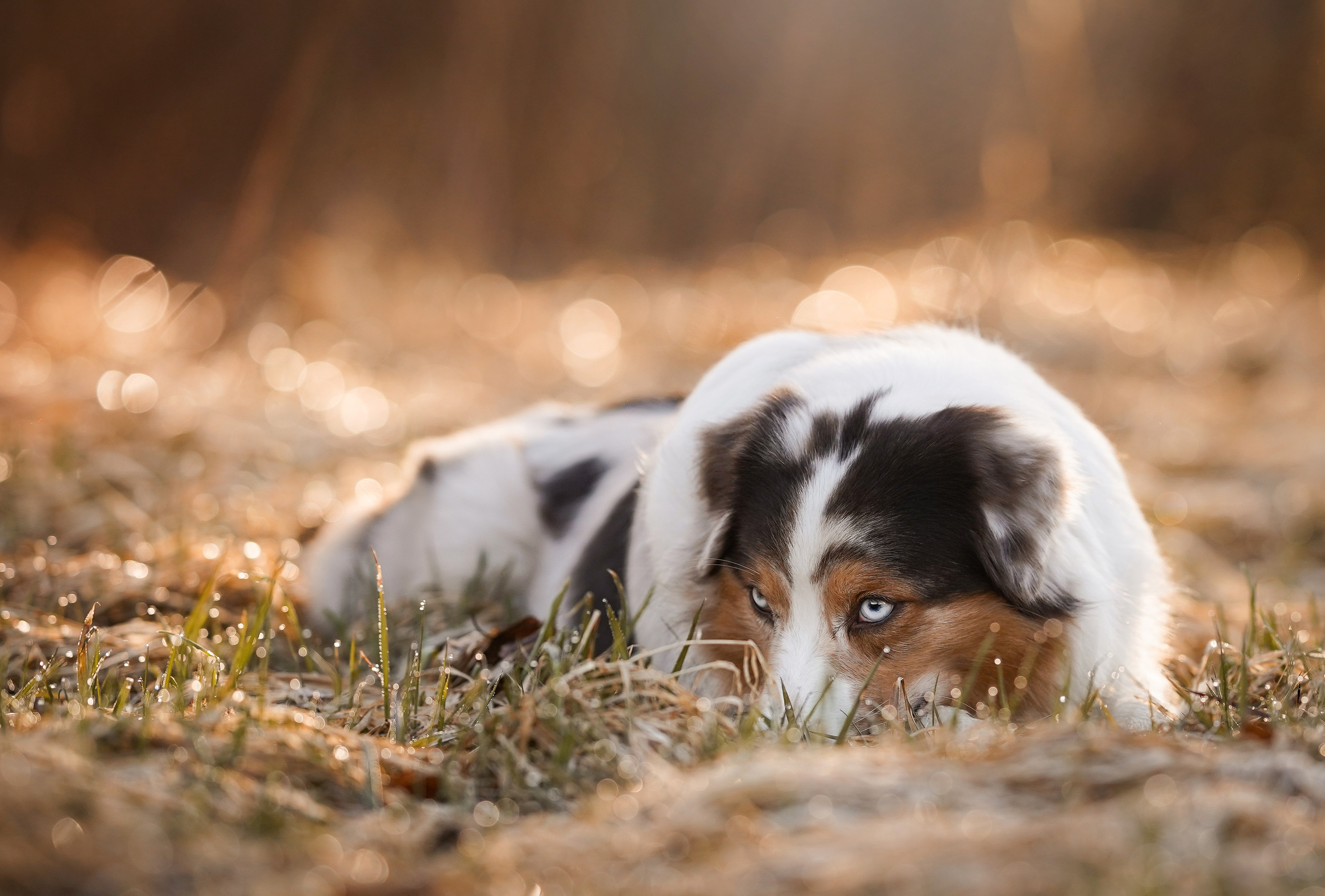 Кристина Рокки и Валькирия. Фотограф-анималист в Санкт-Петербурге Яна Мартынова
