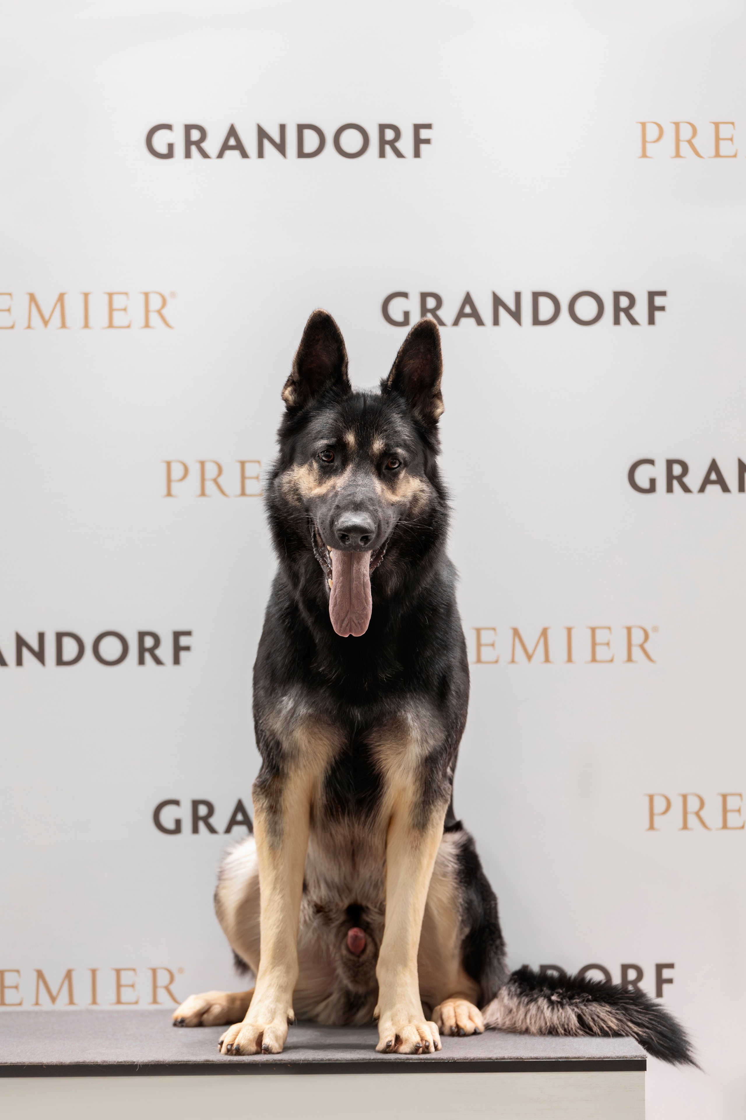 Евразия 2023. Фотограф анималист в Москве Майорова Евгения