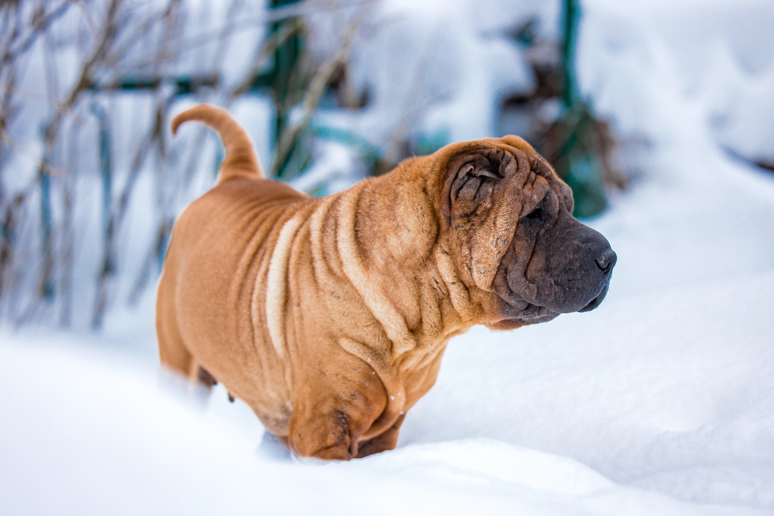 В гостях у шарпеев 16.01.2024. Фотограф-анималист Юлия Германика