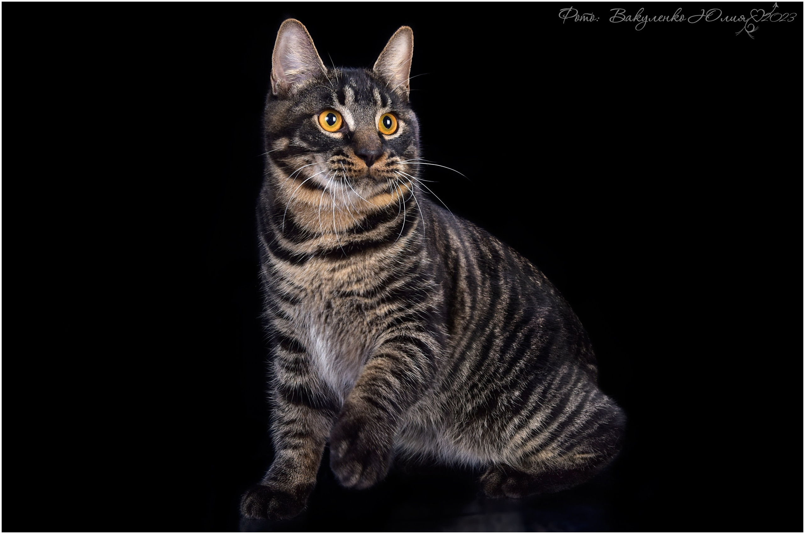 Взрослые. Фотограф анималист | семейный Юлия Вакуленко, г. Краснодар