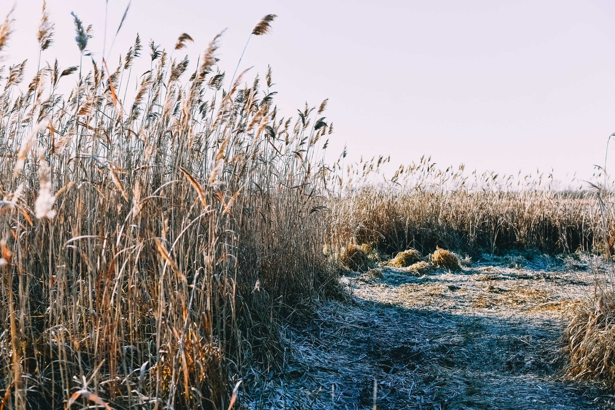 Прогулка златы