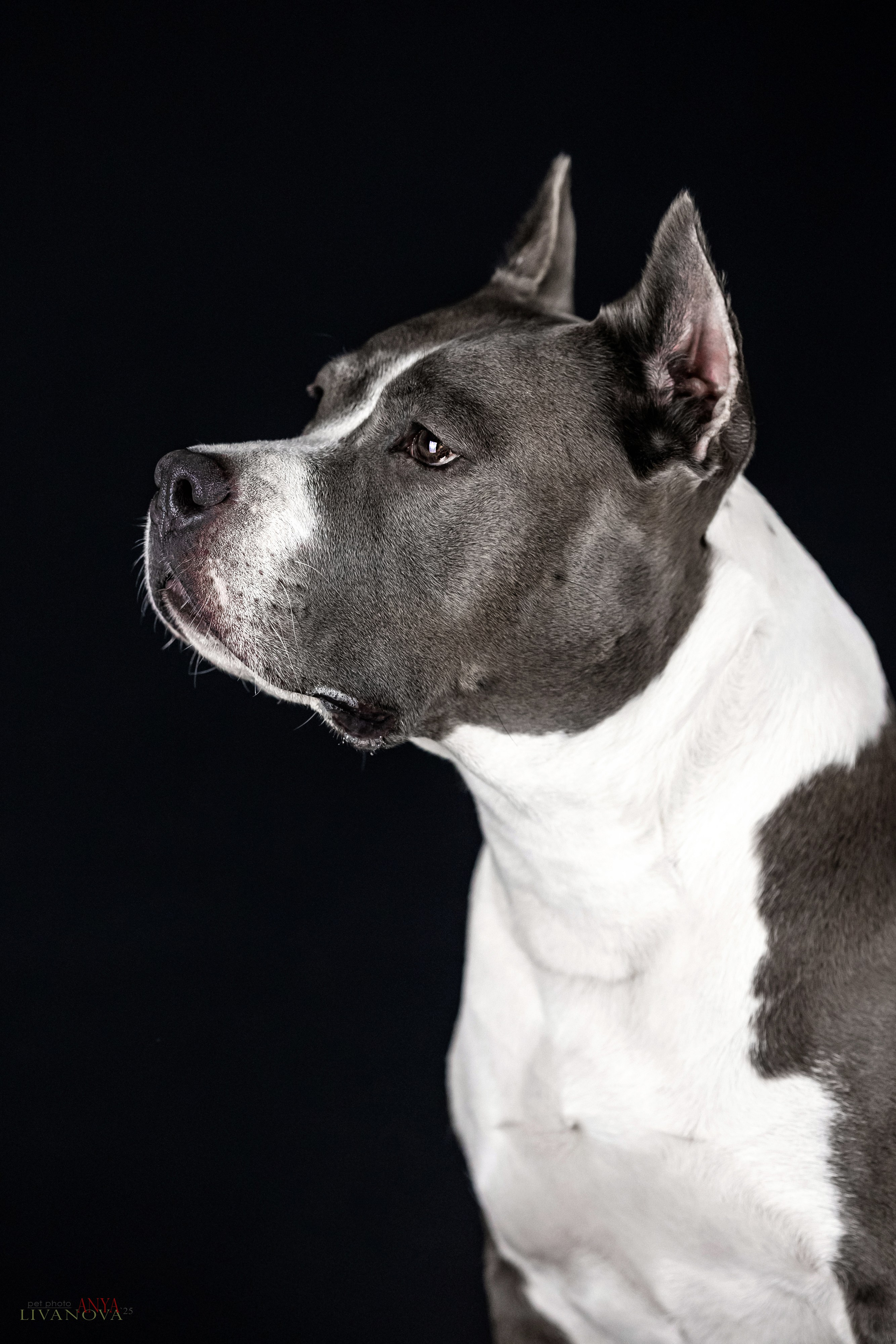 Дэля. Фотограф анималист Аня Ливанова | Рыбинск