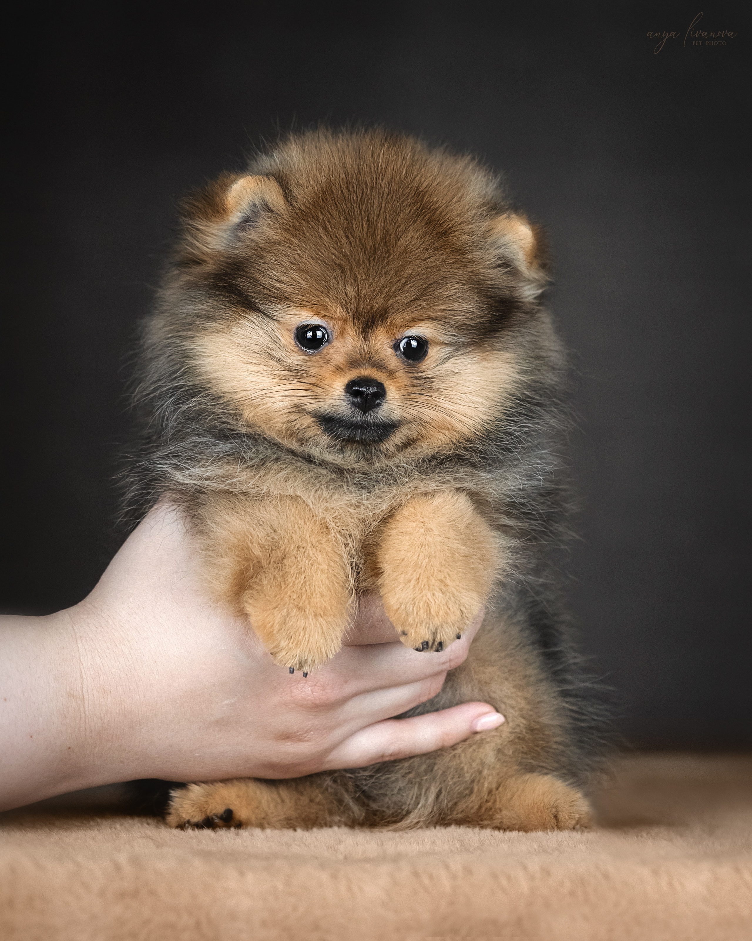 Шпицулики. Фотограф анималист Аня Ливанова | Рыбинск