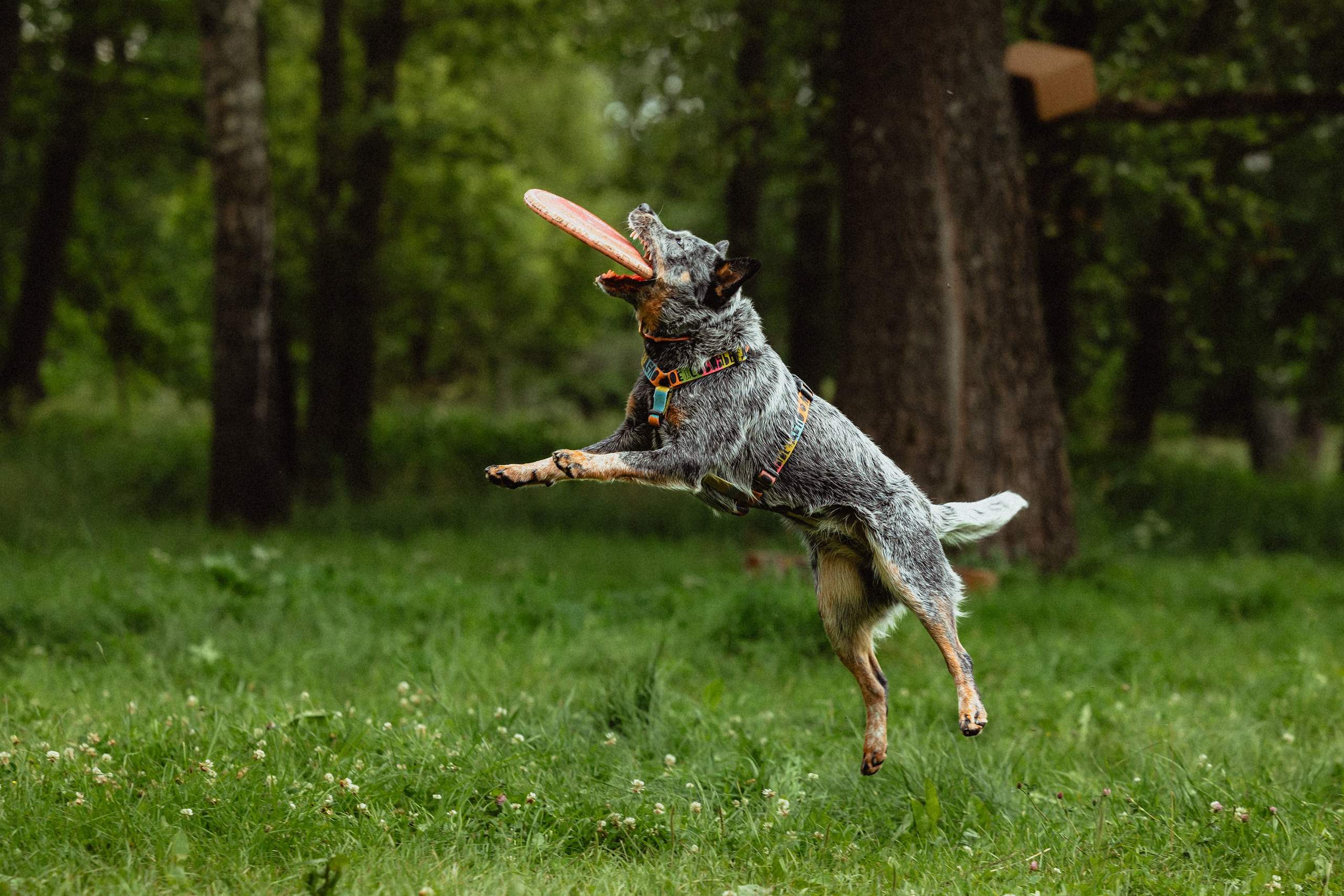 Выездной дог-тренинг от школы «Шерсть имею»