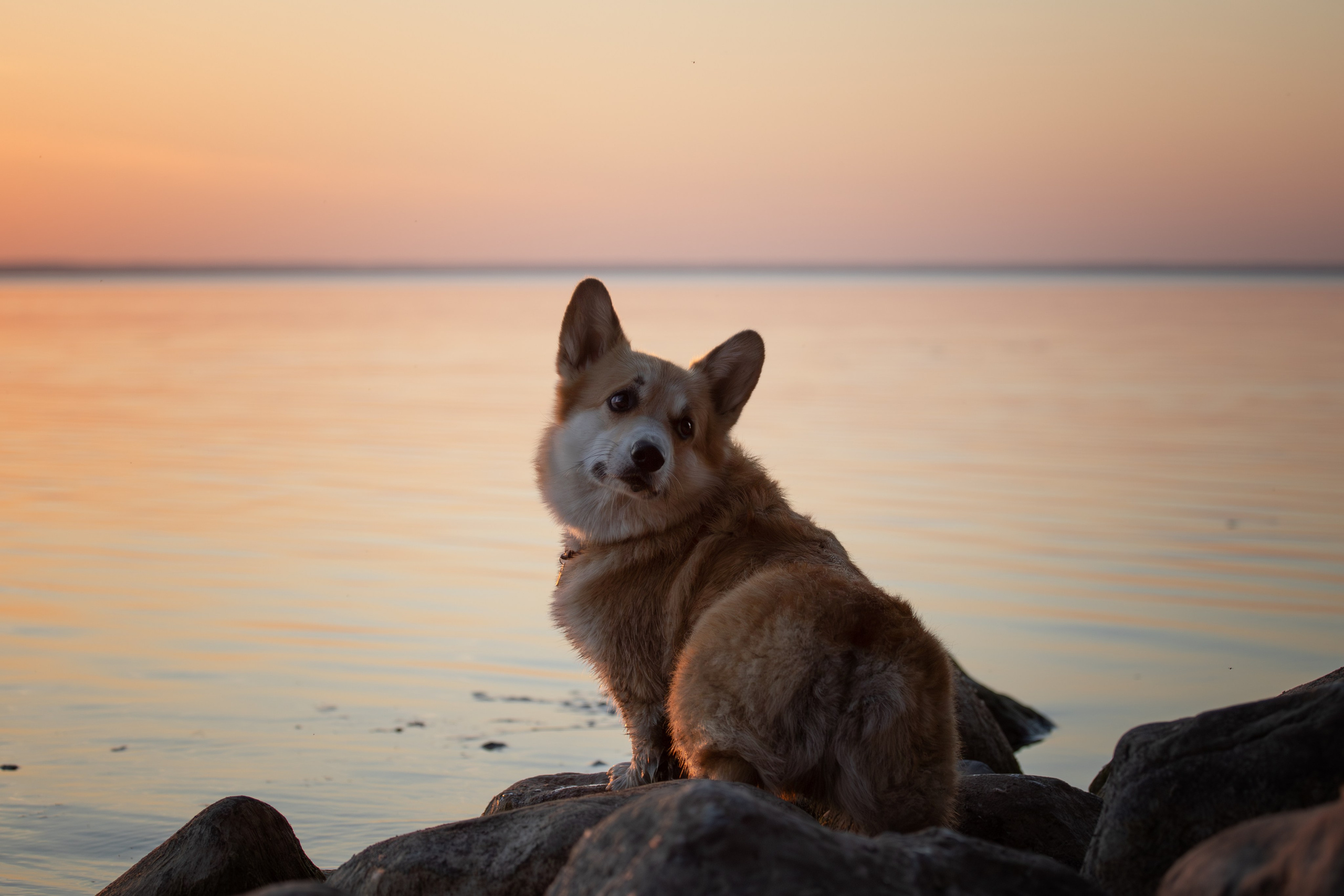 Фотосъёмка собак. Семейный и анималист фотограф в Переславле Анастасия Гусева