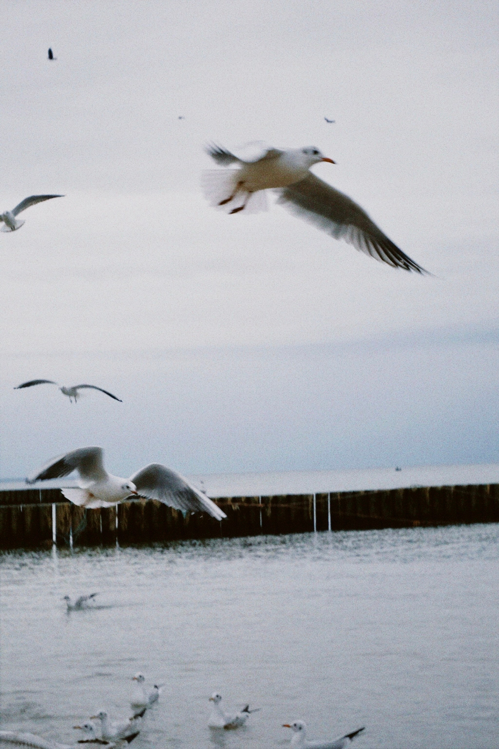 Калининград. Татьян гертье