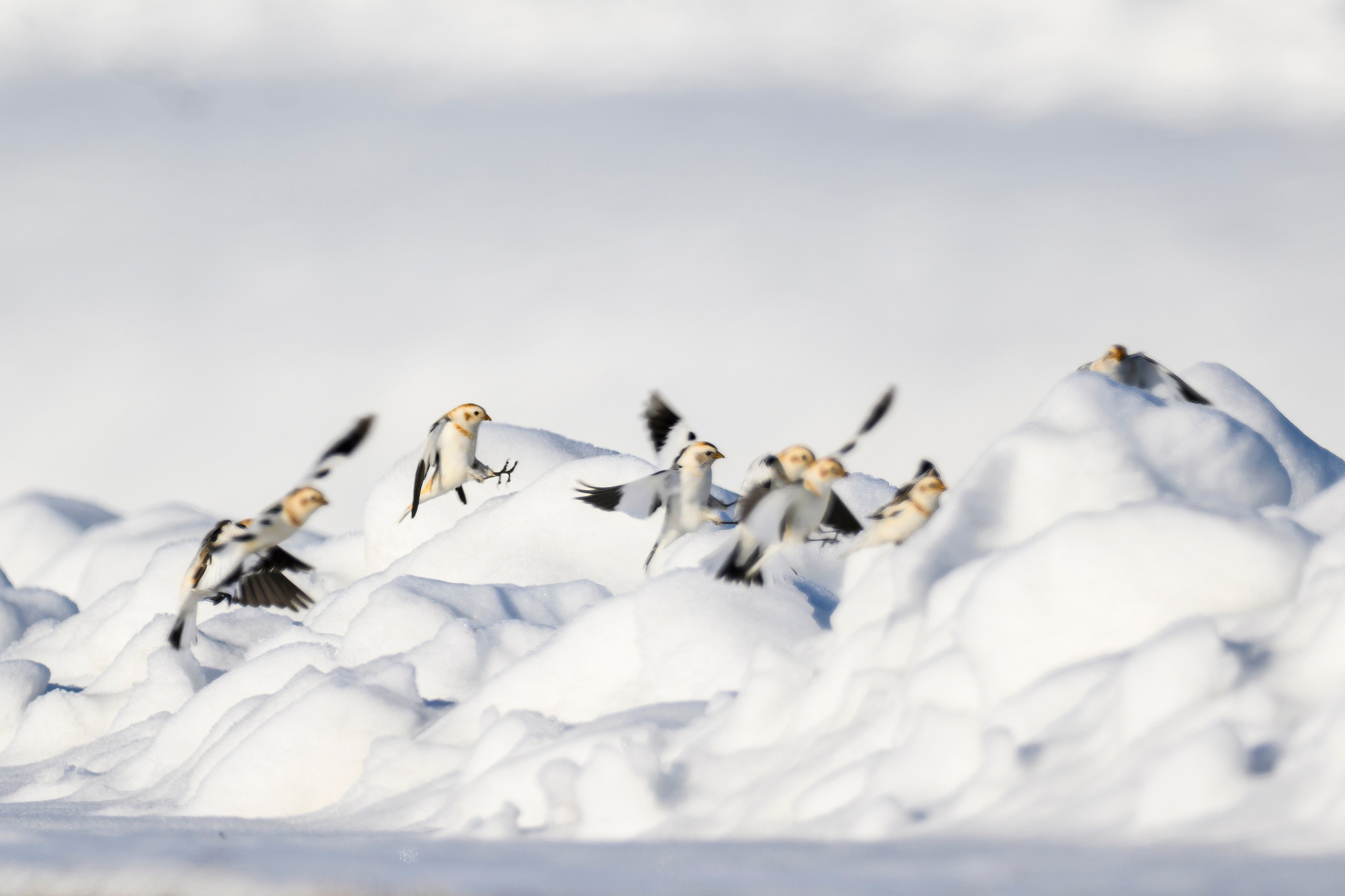 Весна пришла! Пуночки. Фотограф Сергей Пупонин