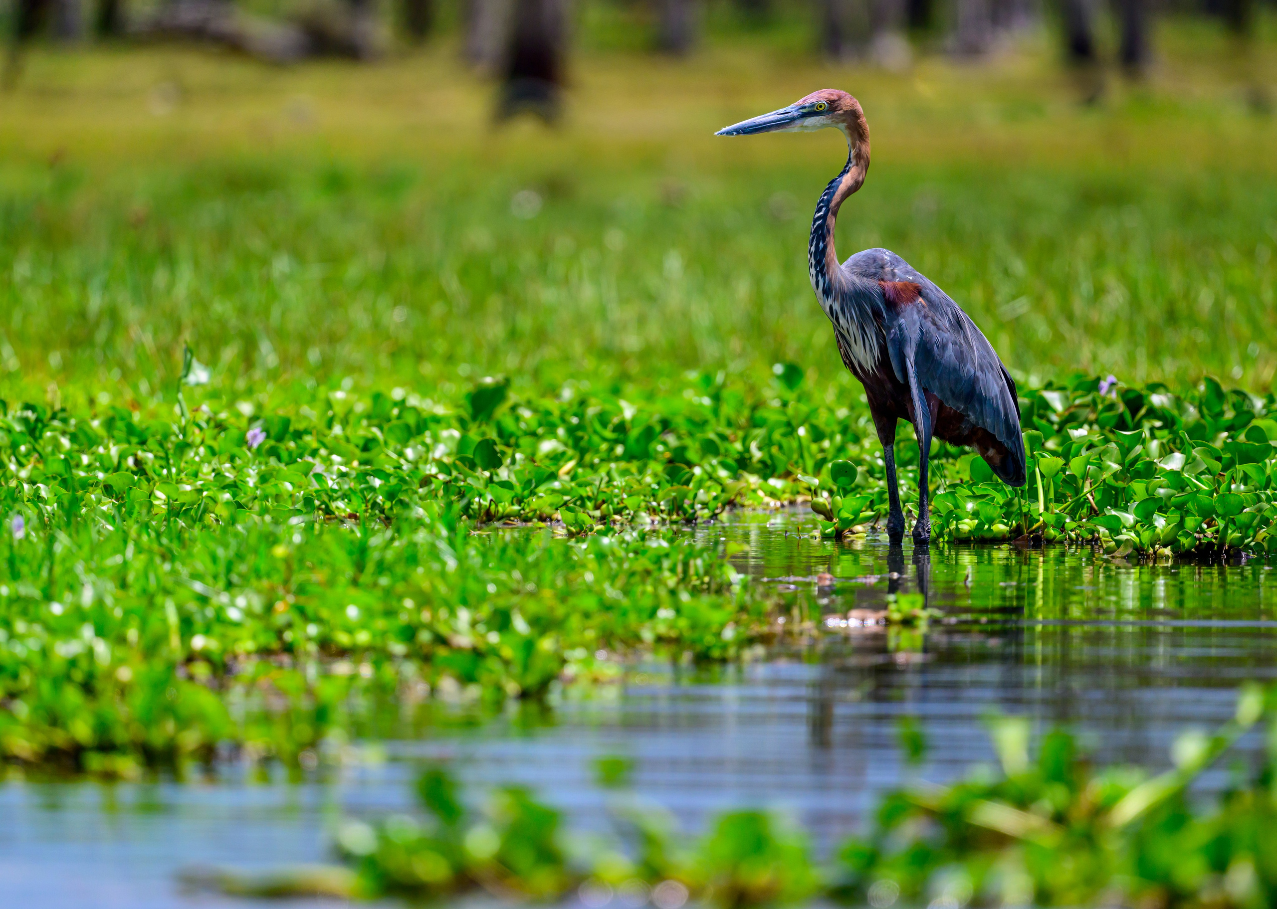 Цапли. Wildlife photography by Sergey Puponin