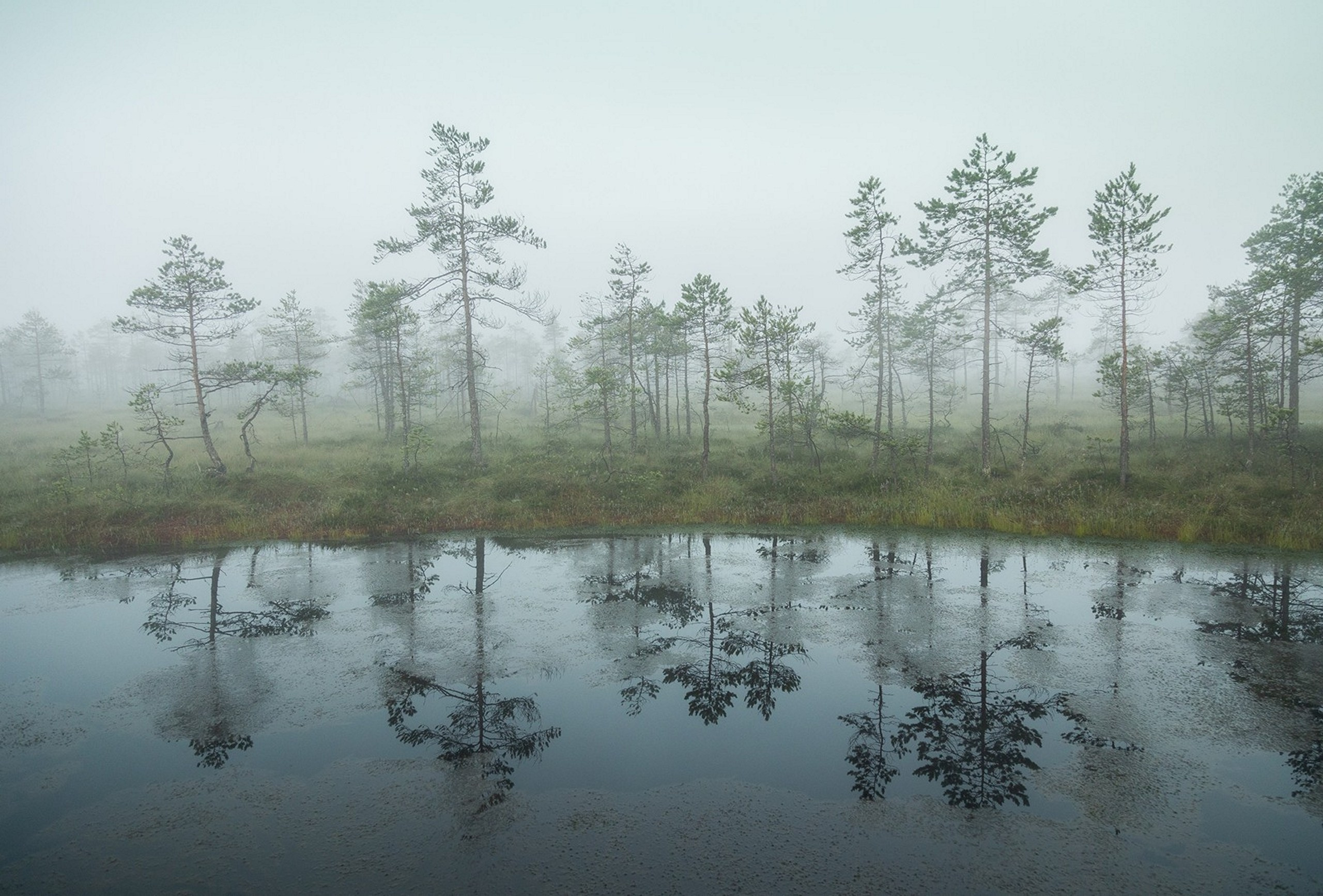 Карельский Перешеек. Фотограф Владимир Медведев