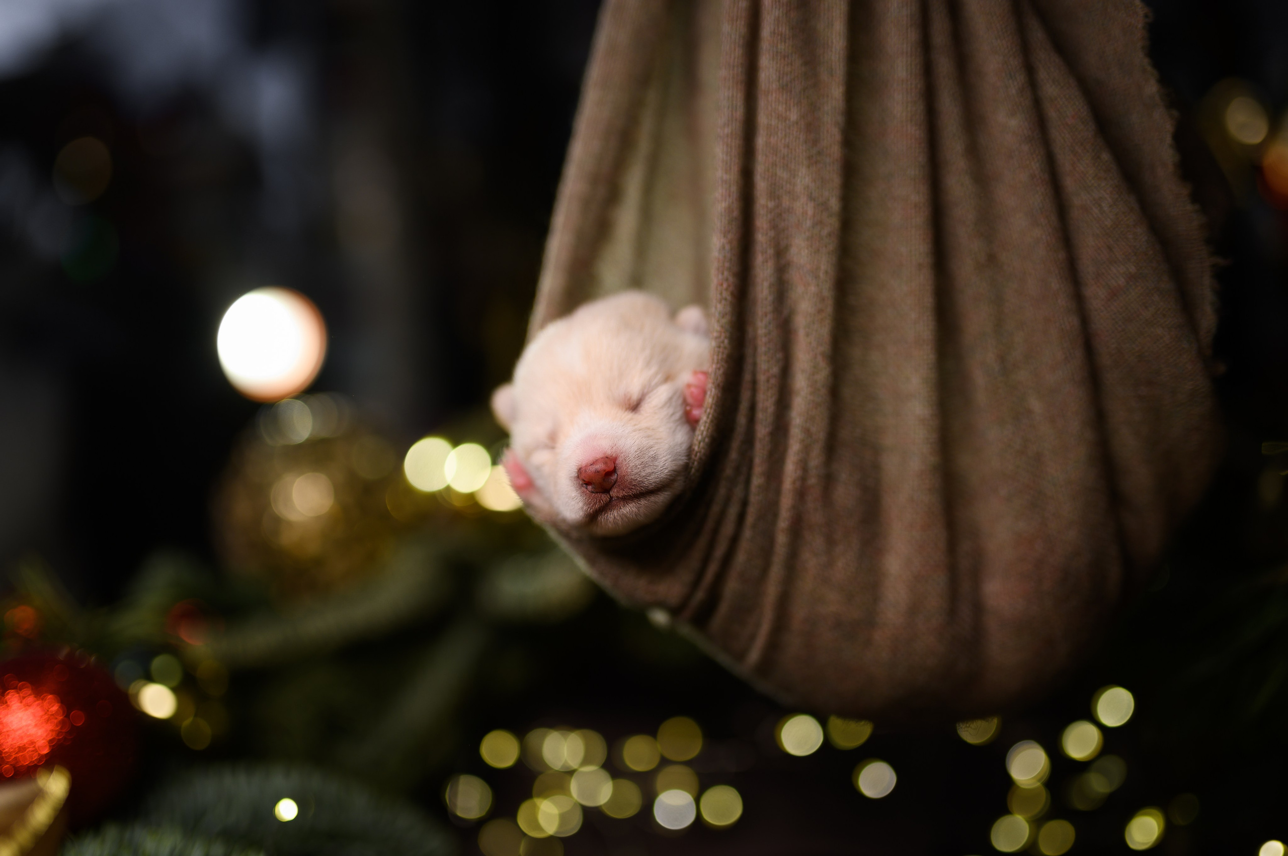 Мамесиба. Фотограф анималист в Москве Ольга Агушева