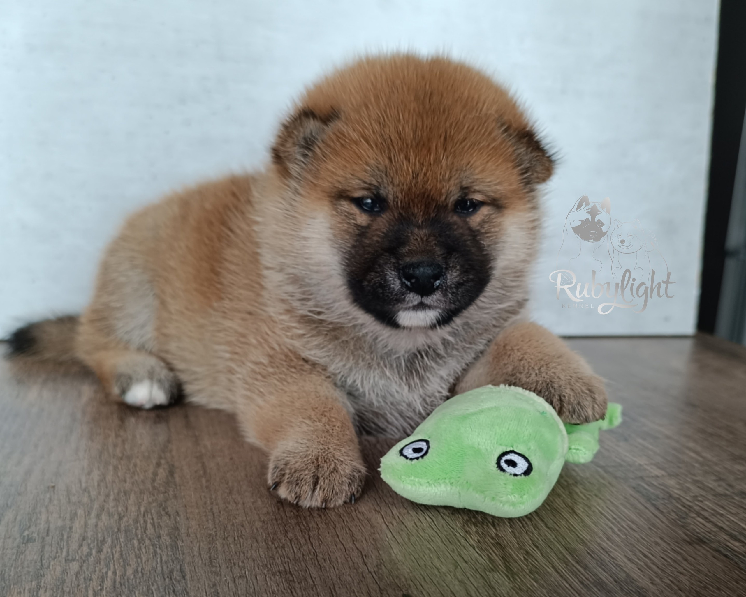 Сиба Rubylight Ellis питомник Рубилайт 