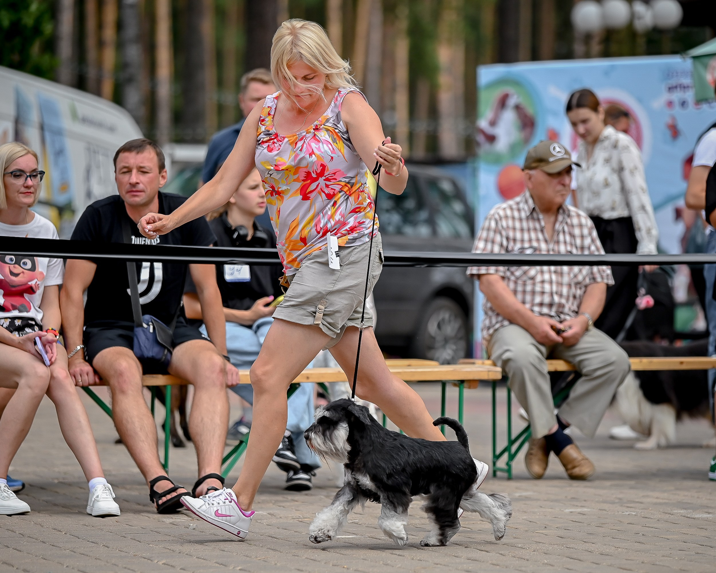 Тахо/ Delinso Balance Onyrico Tahoe. Питомник цвергшнауцеров в Беларуси «Делинсо Бэлэнс»