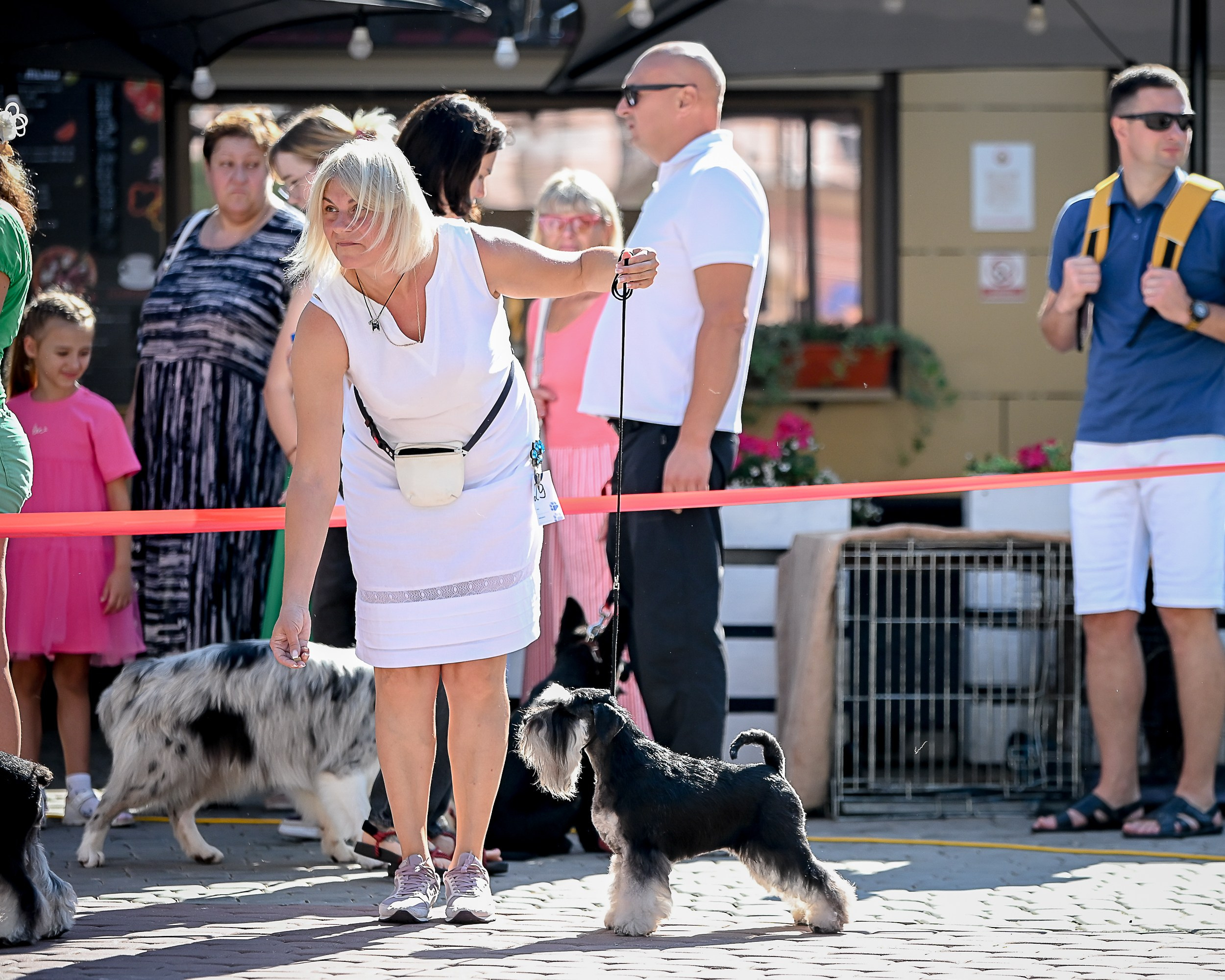 Питомник Делинсо Бэлэнс, щенки цвергшнауцера, купить щенка цвергшнауцера, питомник цвергшнауцеров, кобель цвергшнауцера для вязки, щенок цвергшнауцера, питомник цвергшнауцеров, черный с серебром, цверг, лучший питомник в беларуси