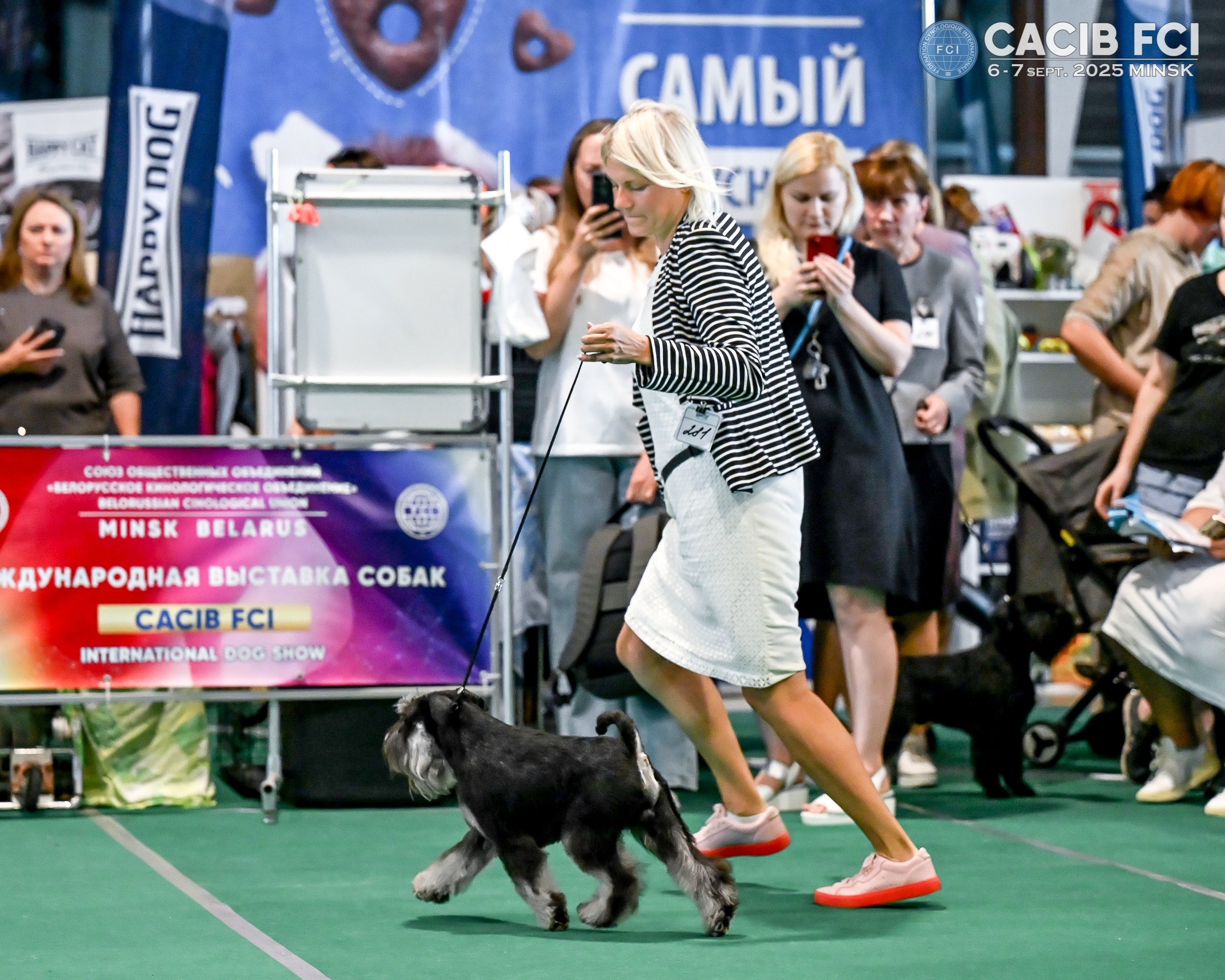 Цафир/ Delinso Balance Сzafir Lumier. Питомник цвергшнауцеров в Беларуси «Делинсо Бэлэнс»