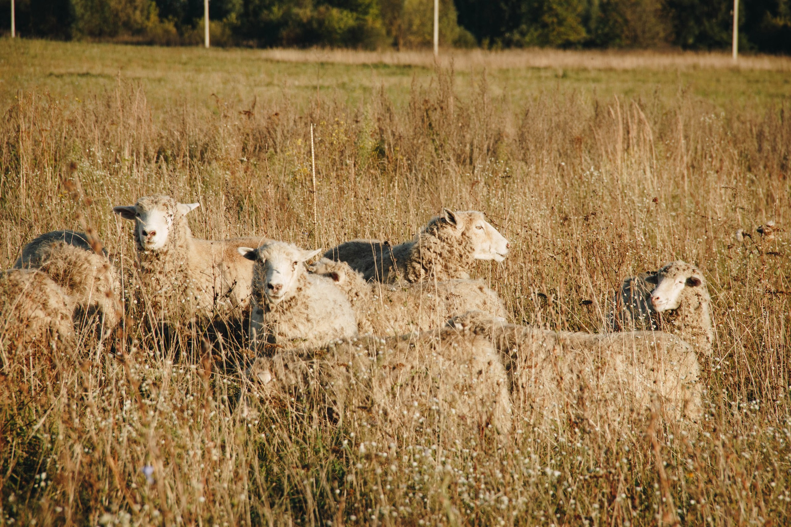 Vyksa. ФОТОГРАФ ANASTASIA KOSHELEVA
