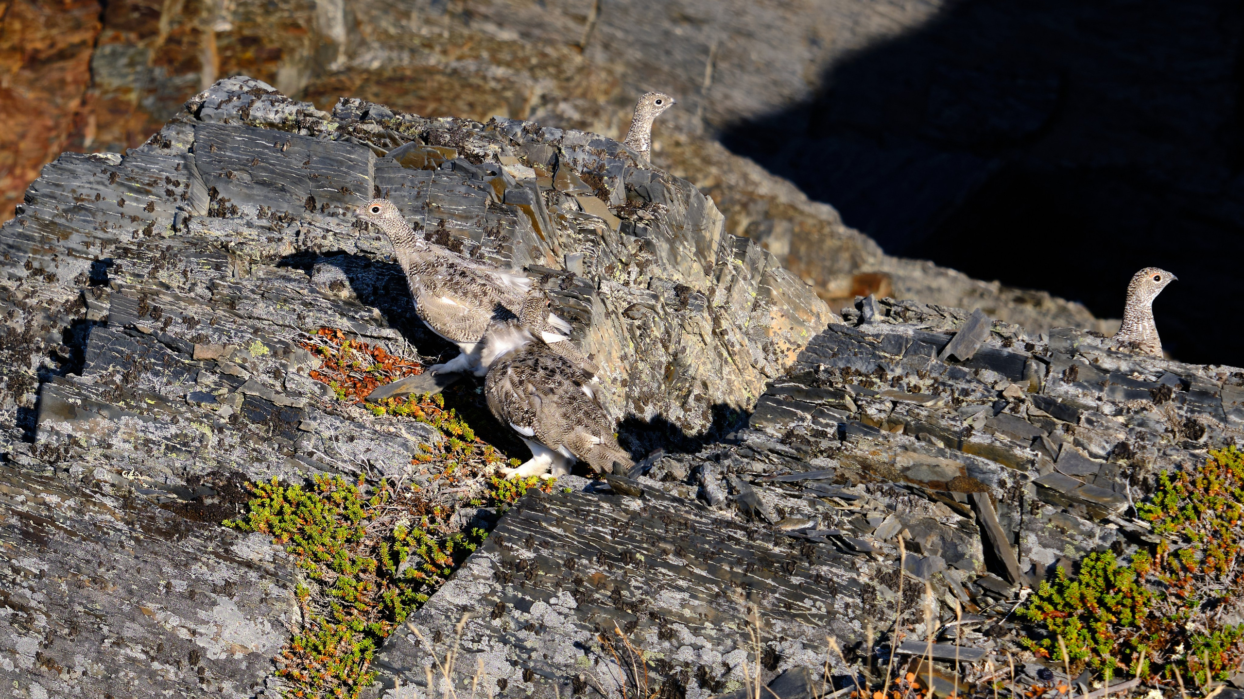 Баренцево море. Пейзажи Крайнего Севера. Баренцево море, Рыбачий, Средний, Немецкий