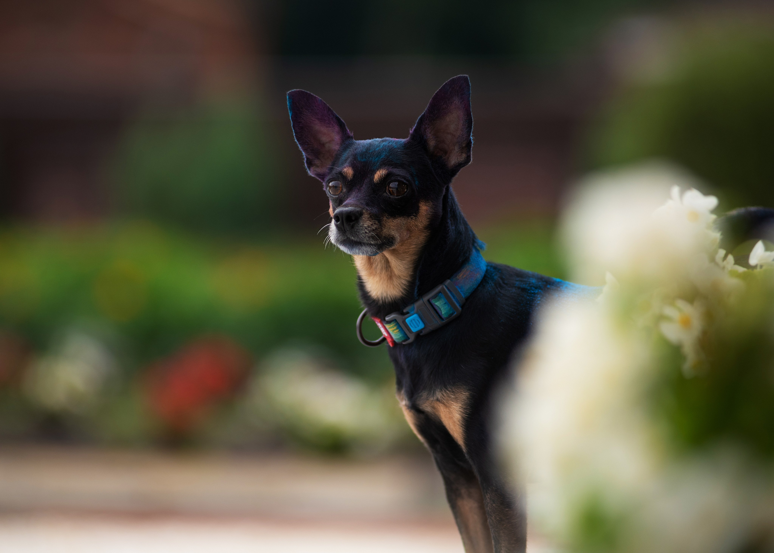 Мотя и краски холли. Дог-фотограф в Тюмени Александра Королева