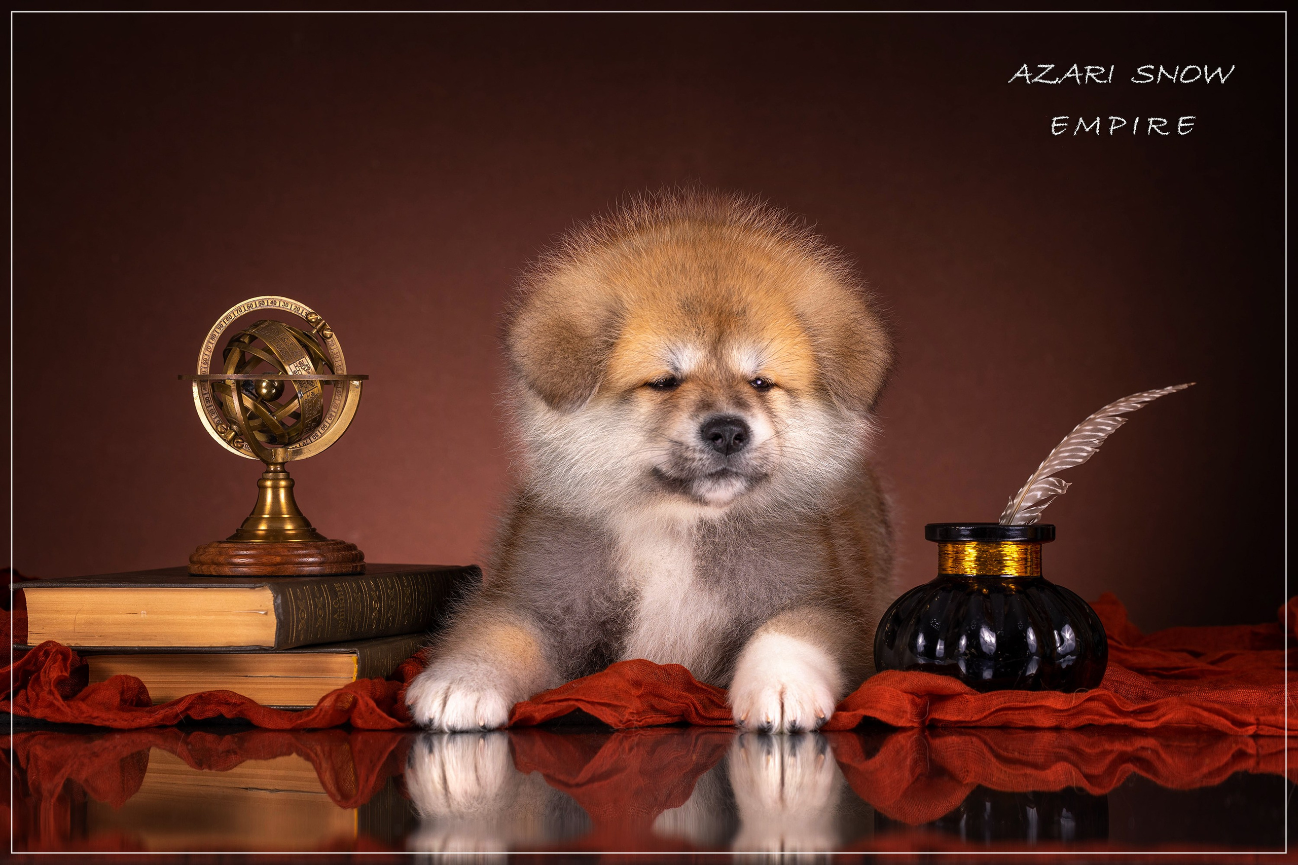 Галерея щенков. Фотограф-анималист в Омске Екатерина Маричева