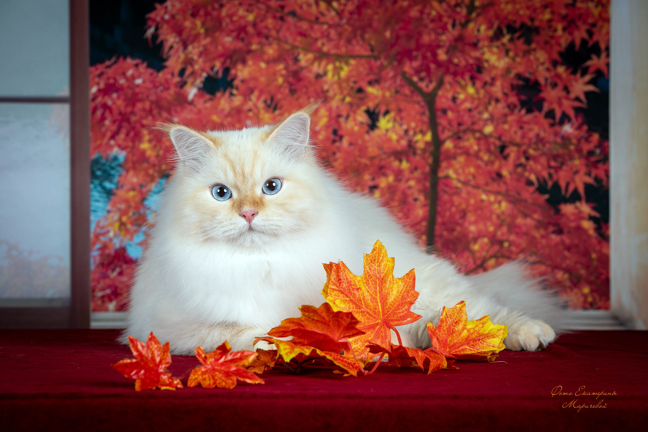 Стендовая съёмка на выставках кошек. Фотограф-анималист в Омске Екатерина Маричева