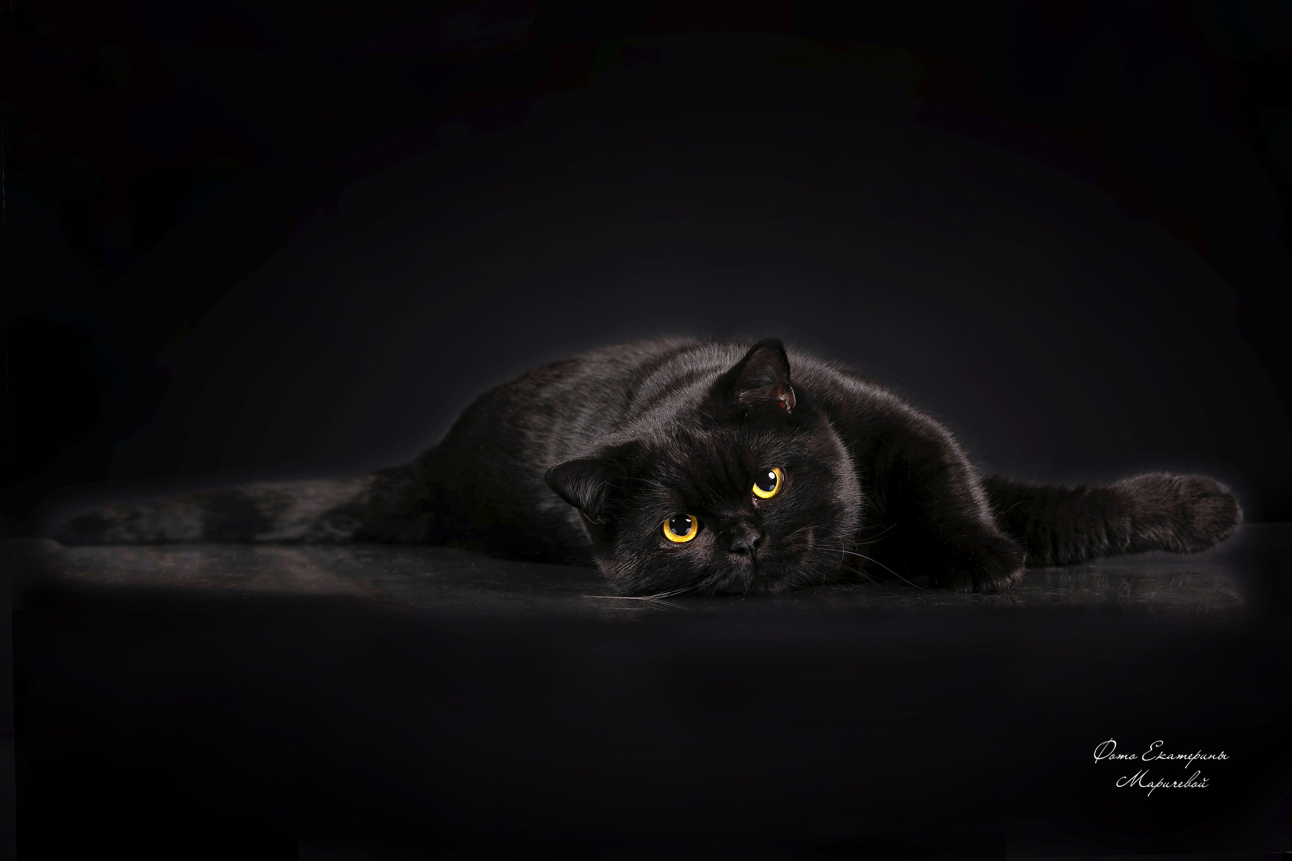 Фоны чёрный, белый, серый. Фотограф-анималист в Омске Екатерина Маричева