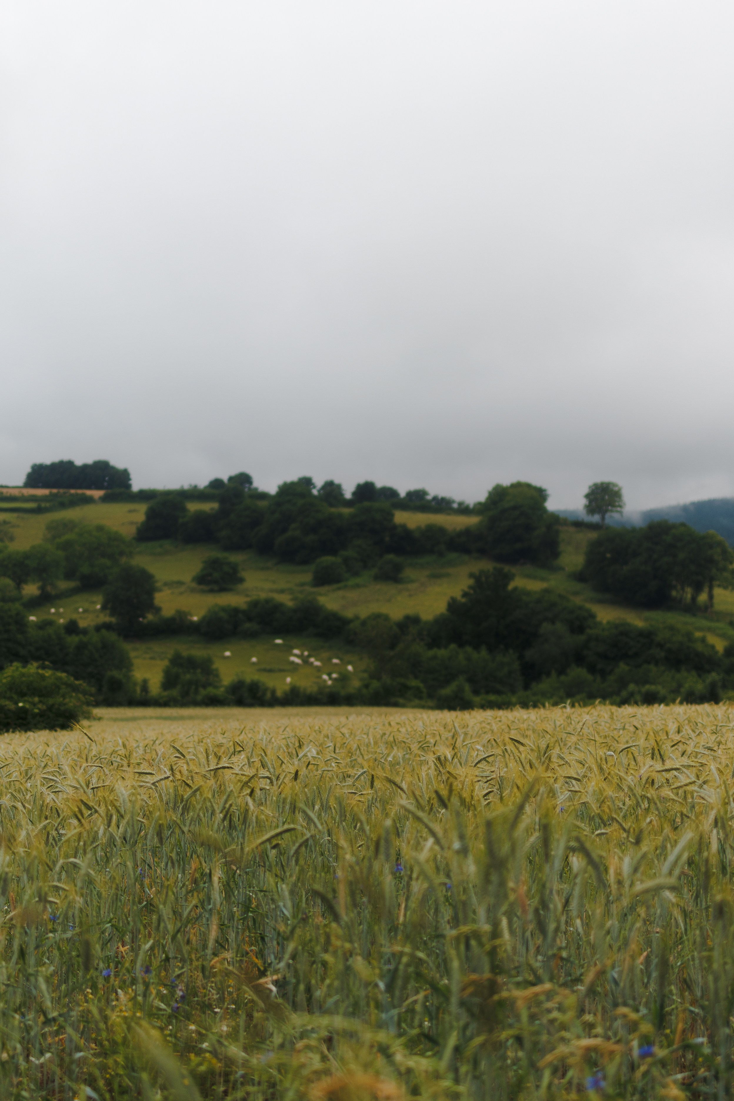 Марианна и Габриэль. Семейный и детский фотограф в Королёве Шарутина Лидия