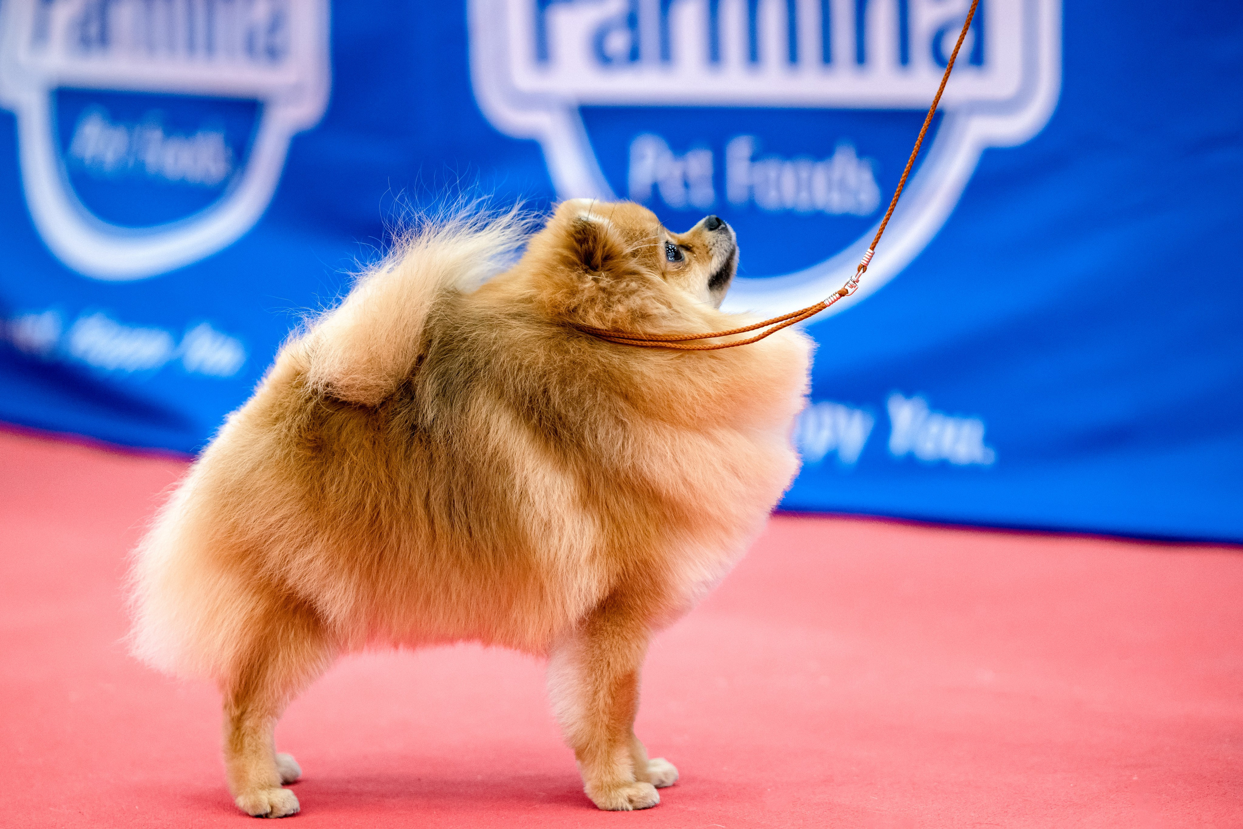 Нижний Новгород 21-22.10.2023. Фотограф-анималист Юлия Германика